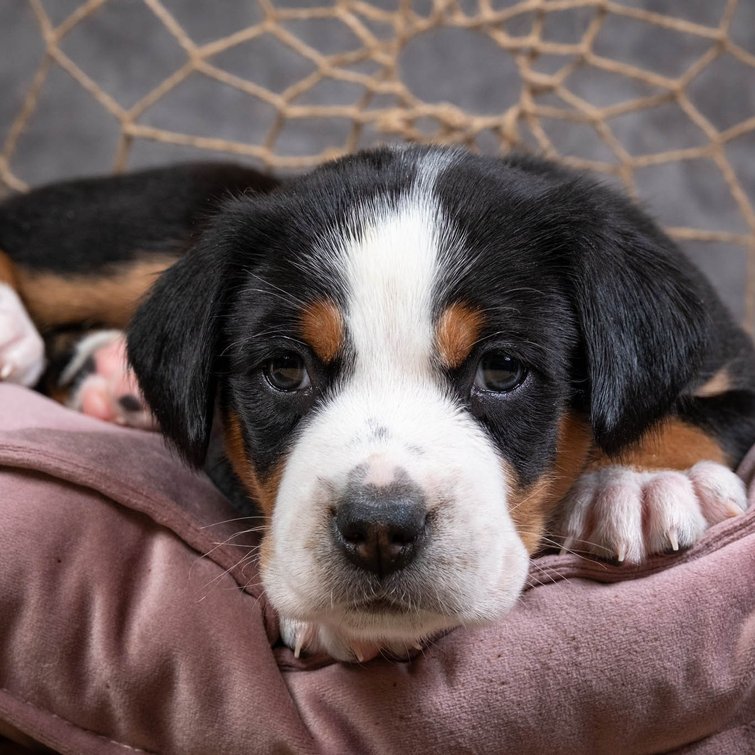 Щенки зенненхунда. Питомник Больших Швейцарских Зенненхундов в Калужской области / Москва