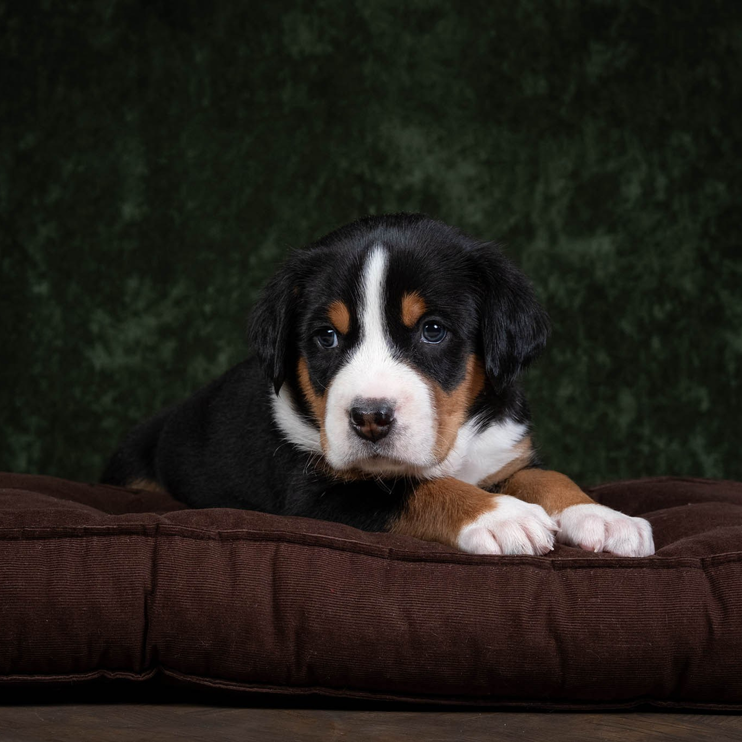 Щенки зенненхунда. Питомник Больших Швейцарских Зенненхундов в Калужской области / Москва