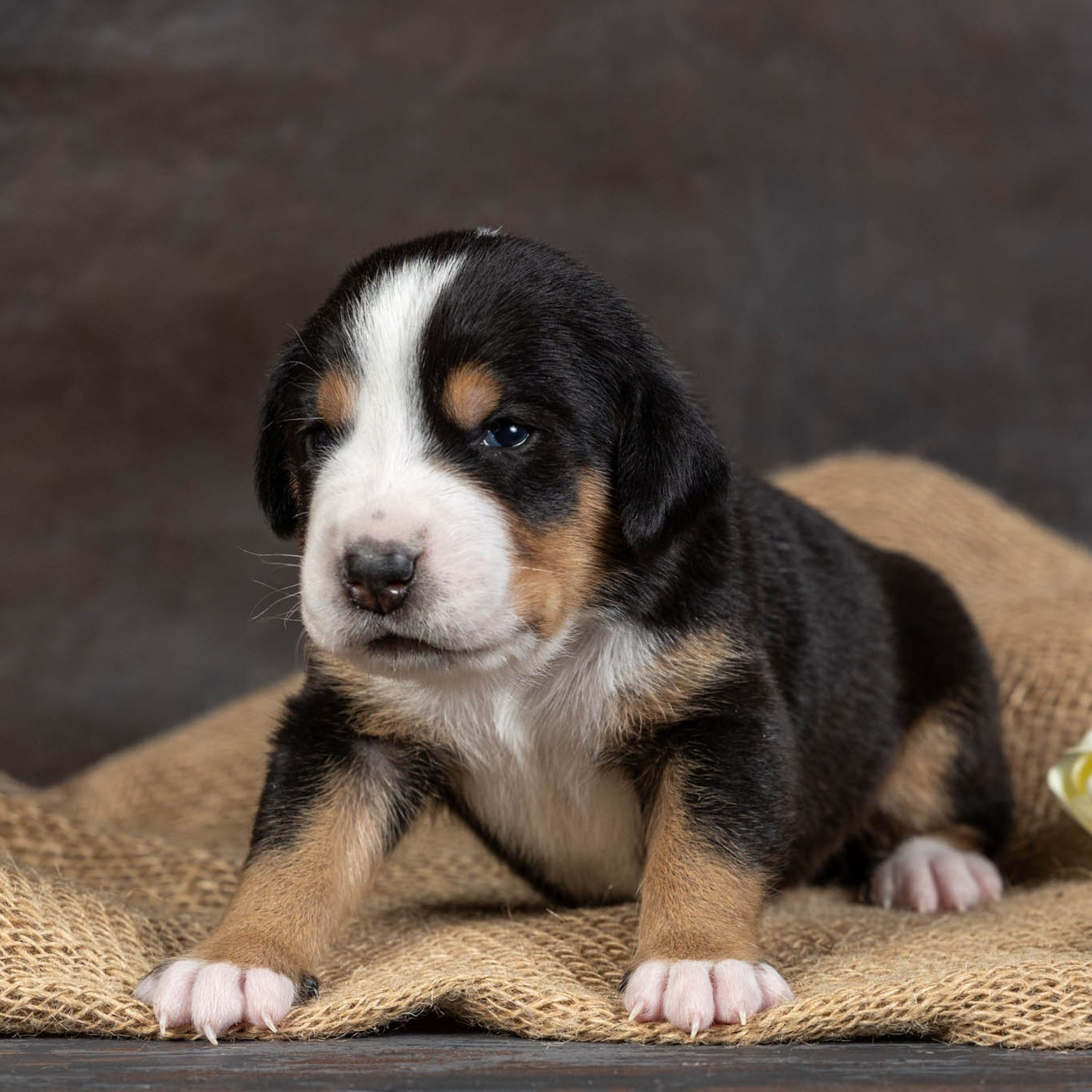 Щенки зенненхунда. Питомник Больших Швейцарских Зенненхундов в Калужской области / Москва