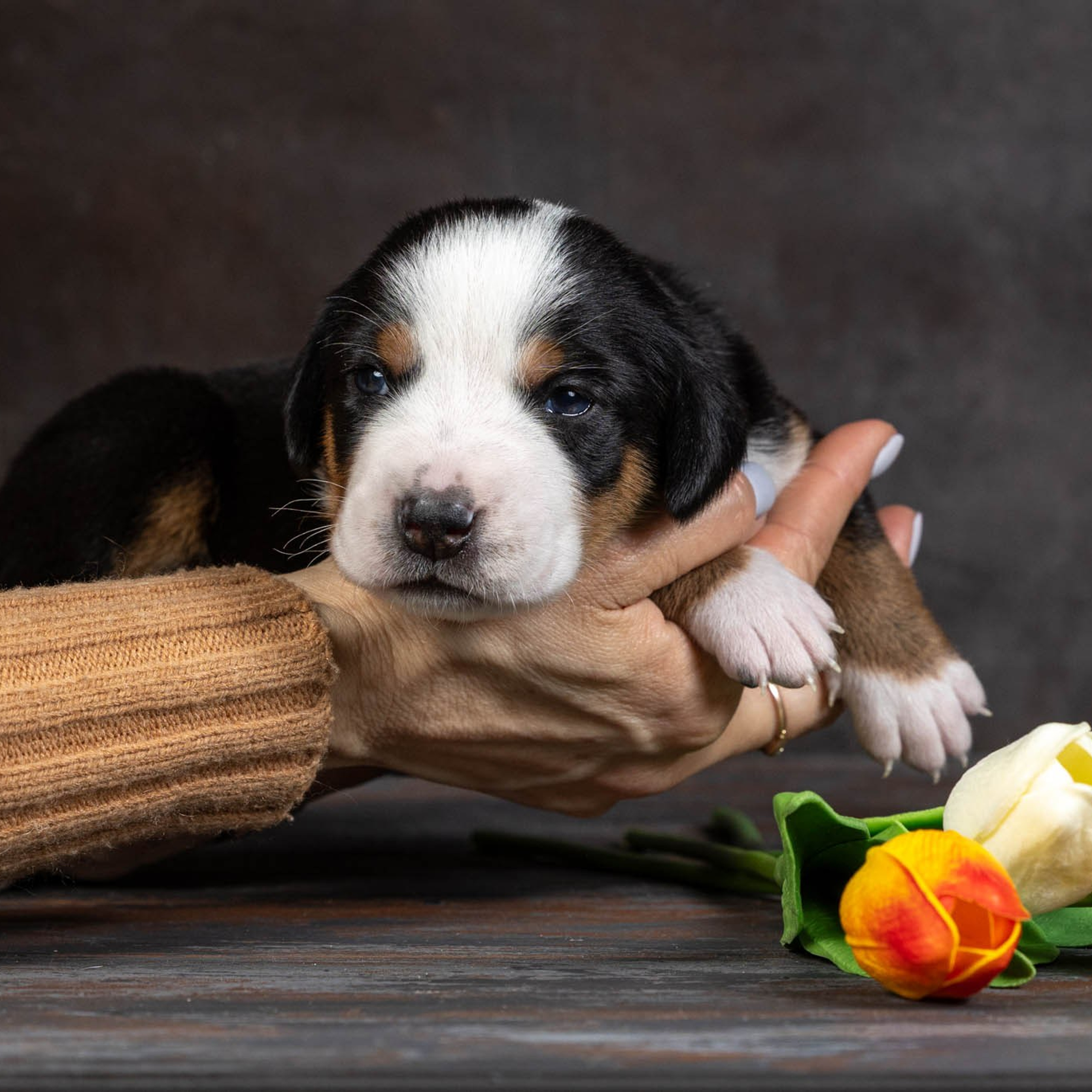 Щенки зенненхунда. Питомник Больших Швейцарских Зенненхундов в Калужской области / Москва