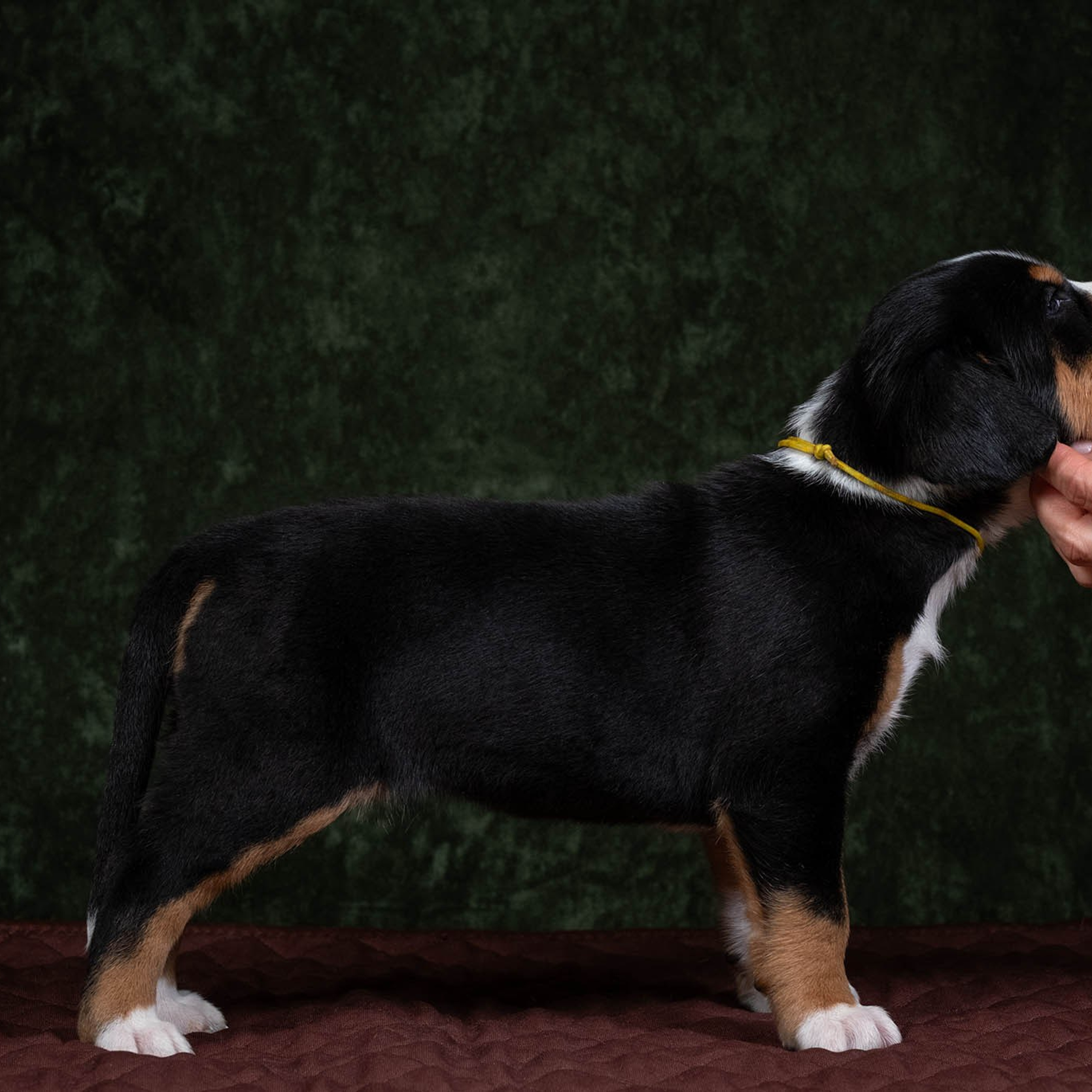 Щенки зенненхунда. Питомник Больших Швейцарских Зенненхундов в Калужской области / Москва