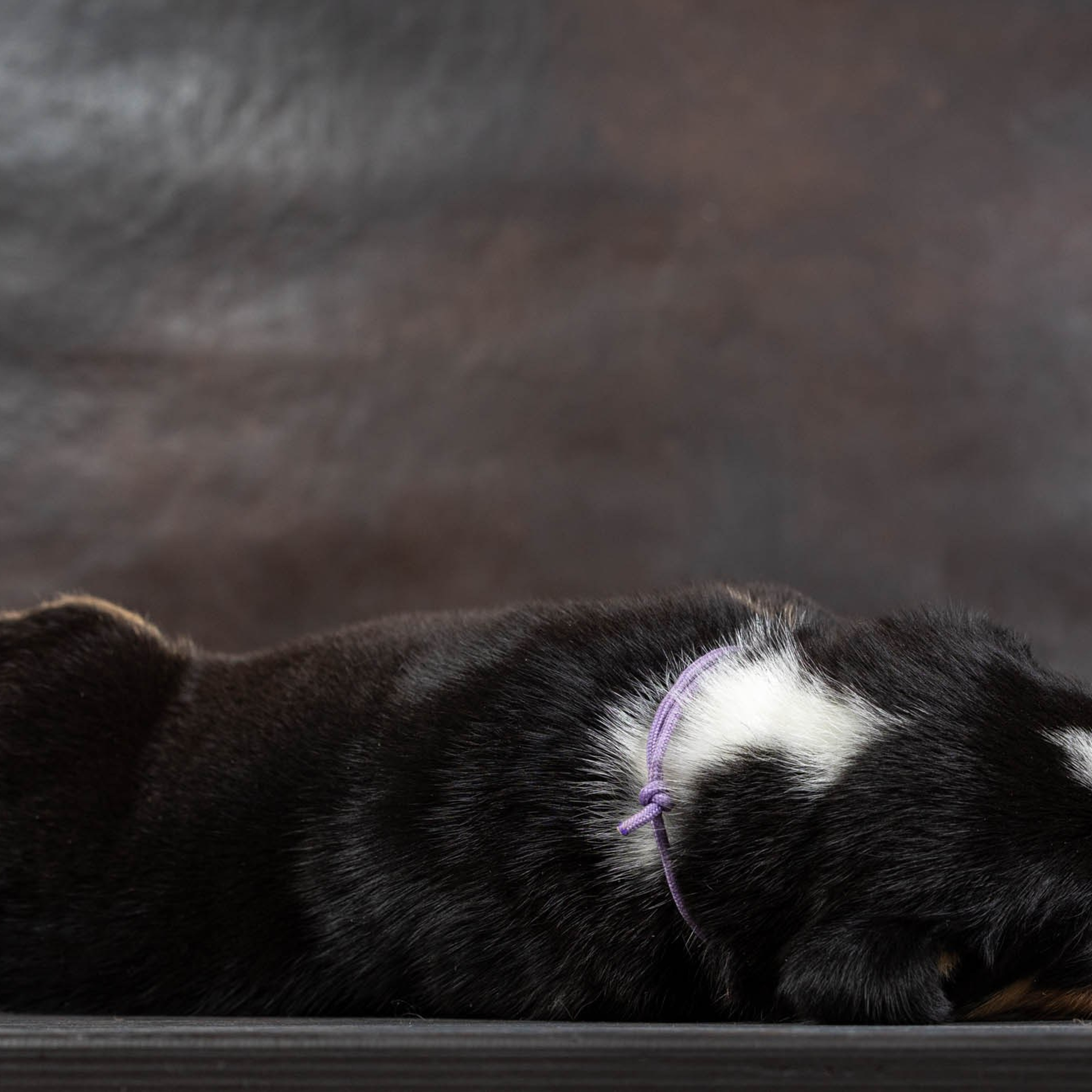 Щенки зенненхунда. Питомник Больших Швейцарских Зенненхундов в Калужской области / Москва