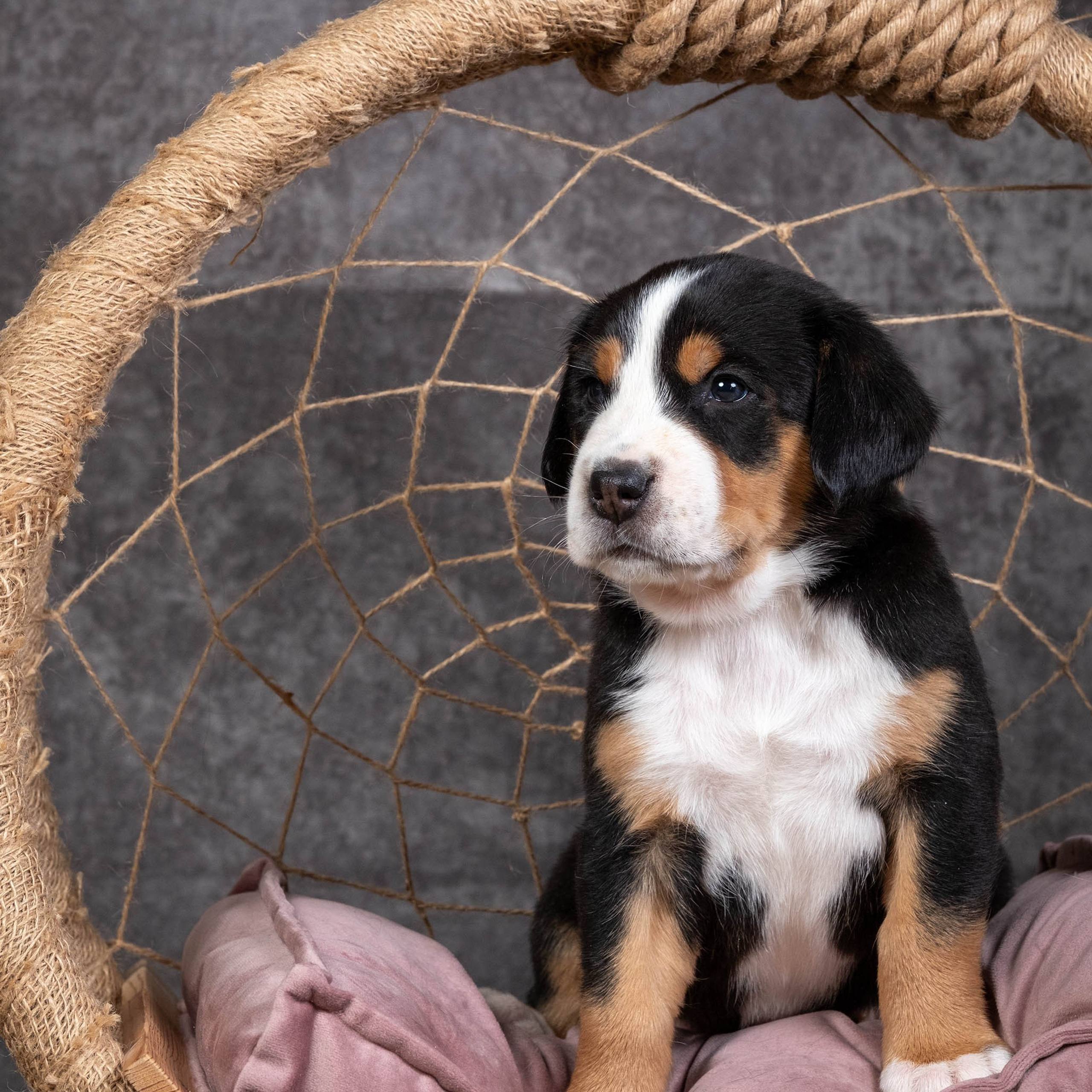 Щенки зенненхунда. Питомник Больших Швейцарских Зенненхундов в Калужской области / Москва