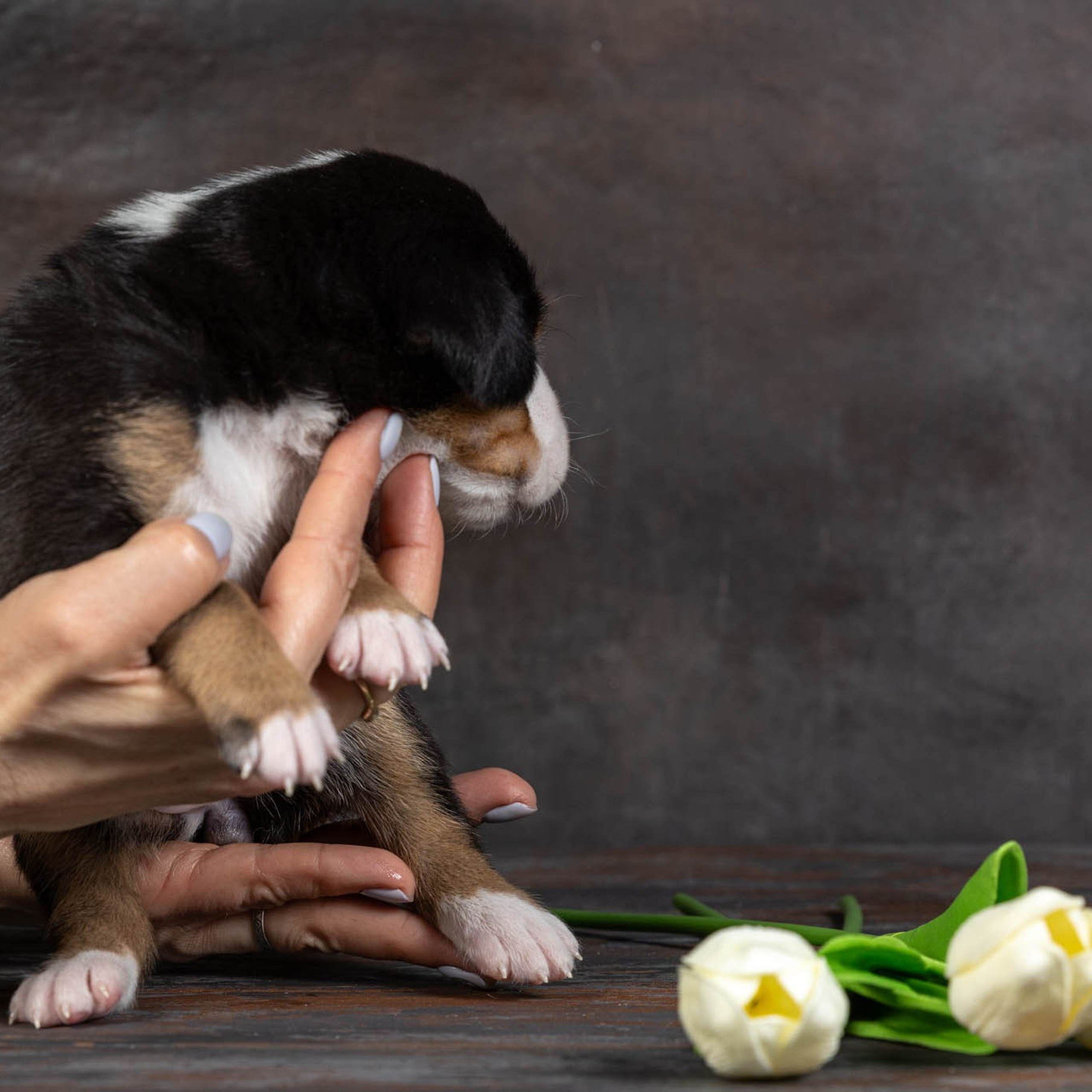 Щенки зенненхунда. Питомник Больших Швейцарских Зенненхундов в Калужской области / Москва