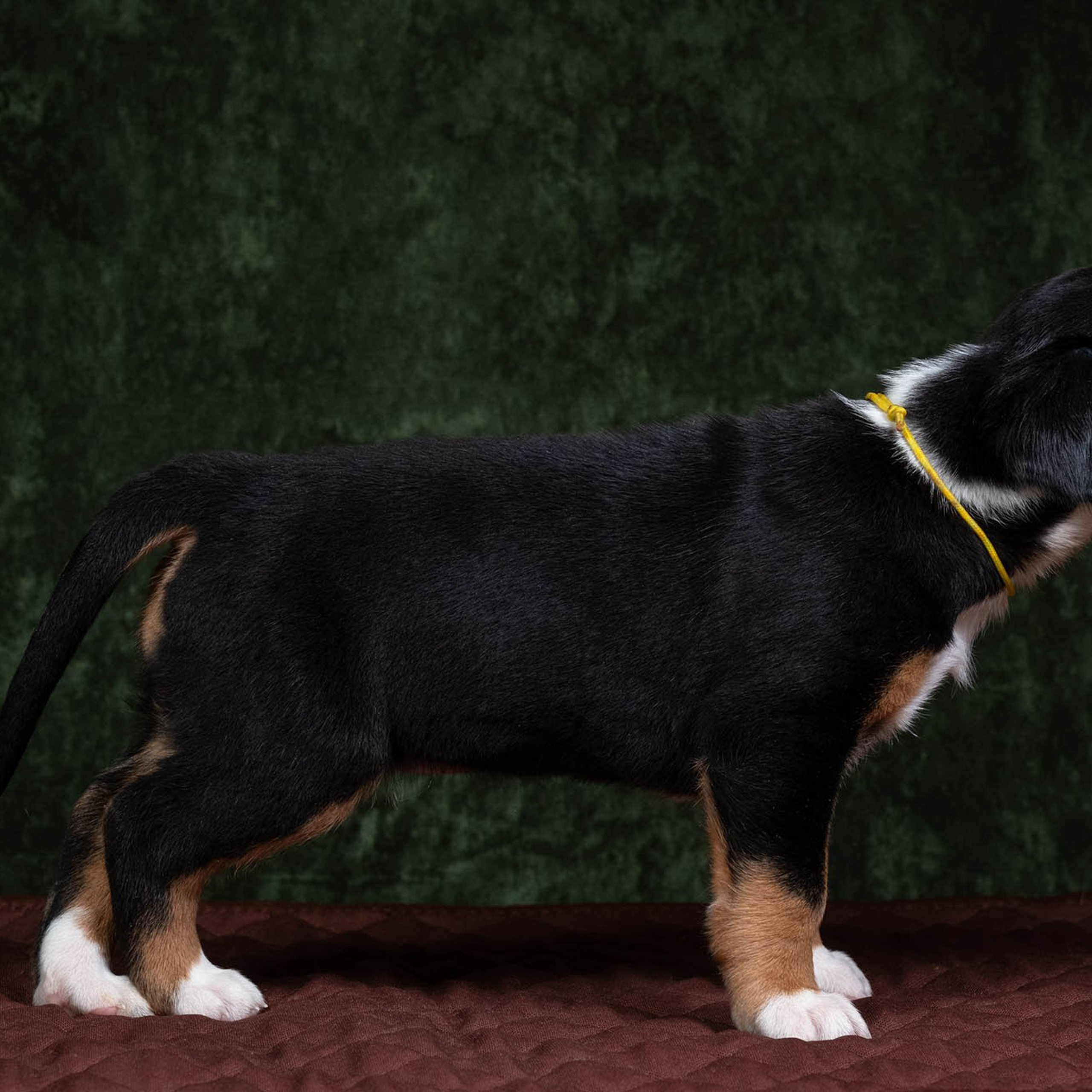 Щенки зенненхунда. Питомник Больших Швейцарских Зенненхундов в Калужской области / Москва