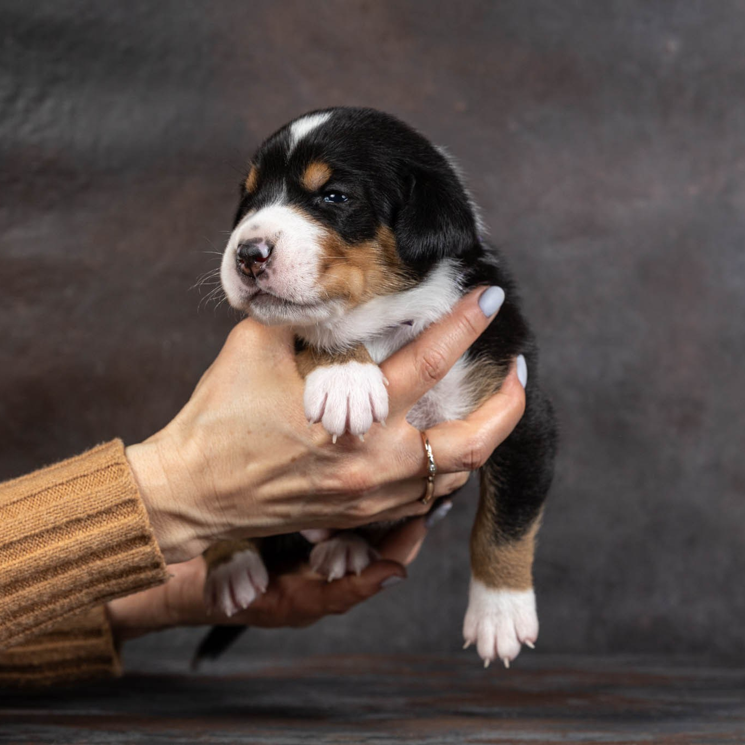 Щенки зенненхунда. Питомник Больших Швейцарских Зенненхундов в Калужской области / Москва