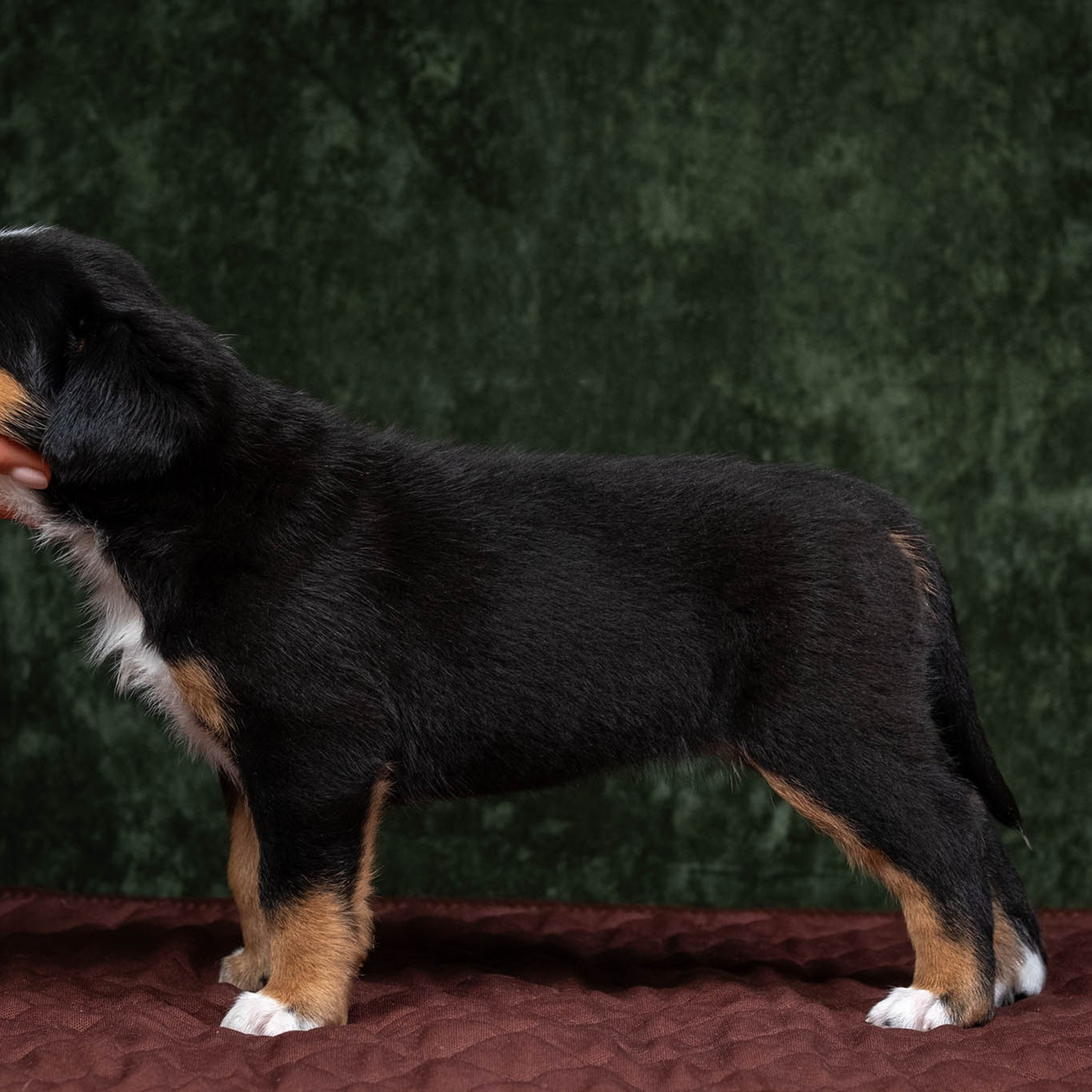 Щенки зенненхунда. Питомник Больших Швейцарских Зенненхундов в Калужской области / Москва