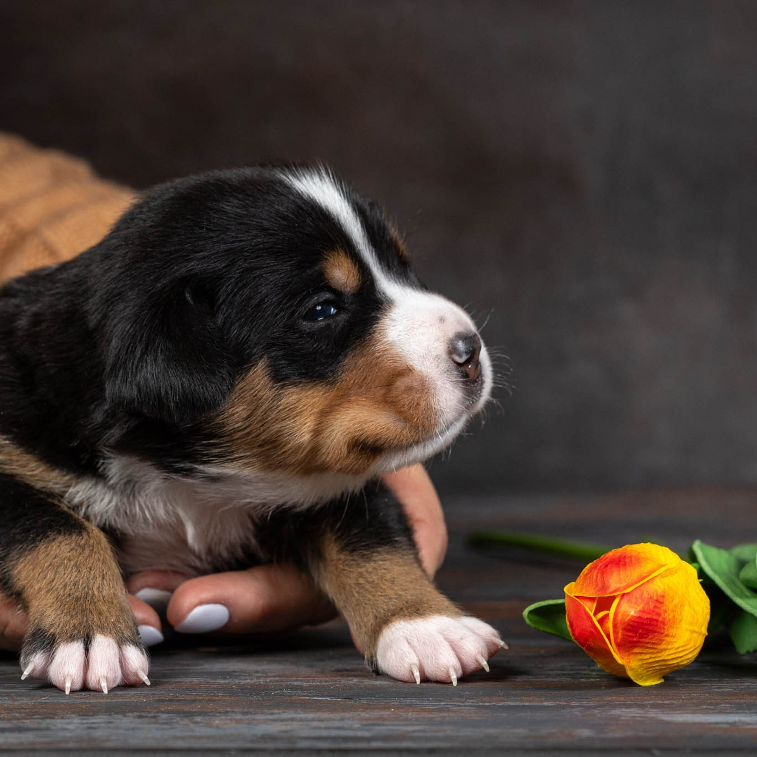 Щенки зенненхунда. Питомник Больших Швейцарских Зенненхундов в Калужской области / Москва