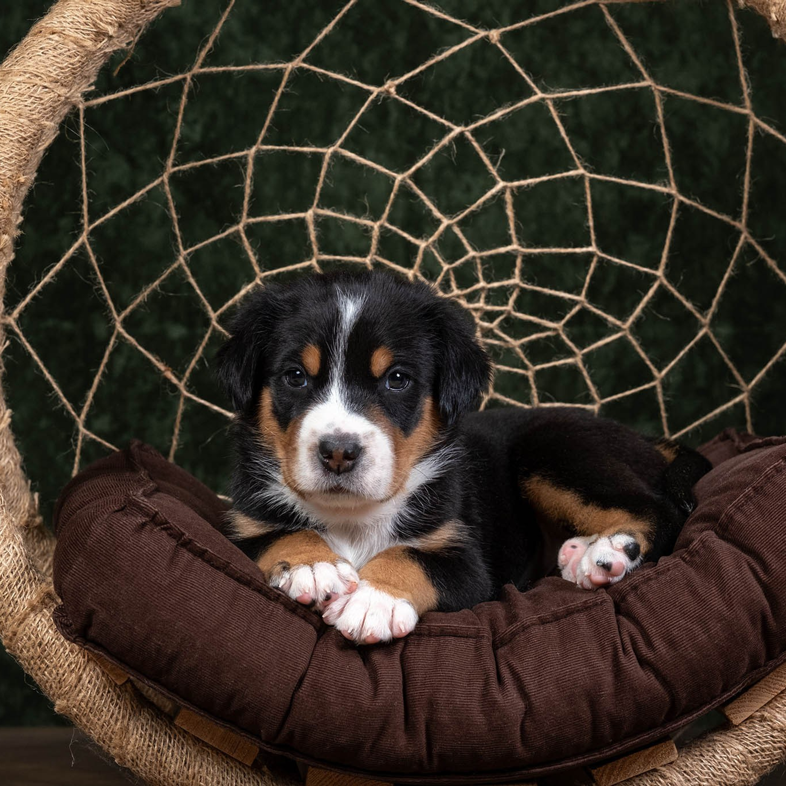 Щенки зенненхунда. Питомник Больших Швейцарских Зенненхундов в Калужской области / Москва