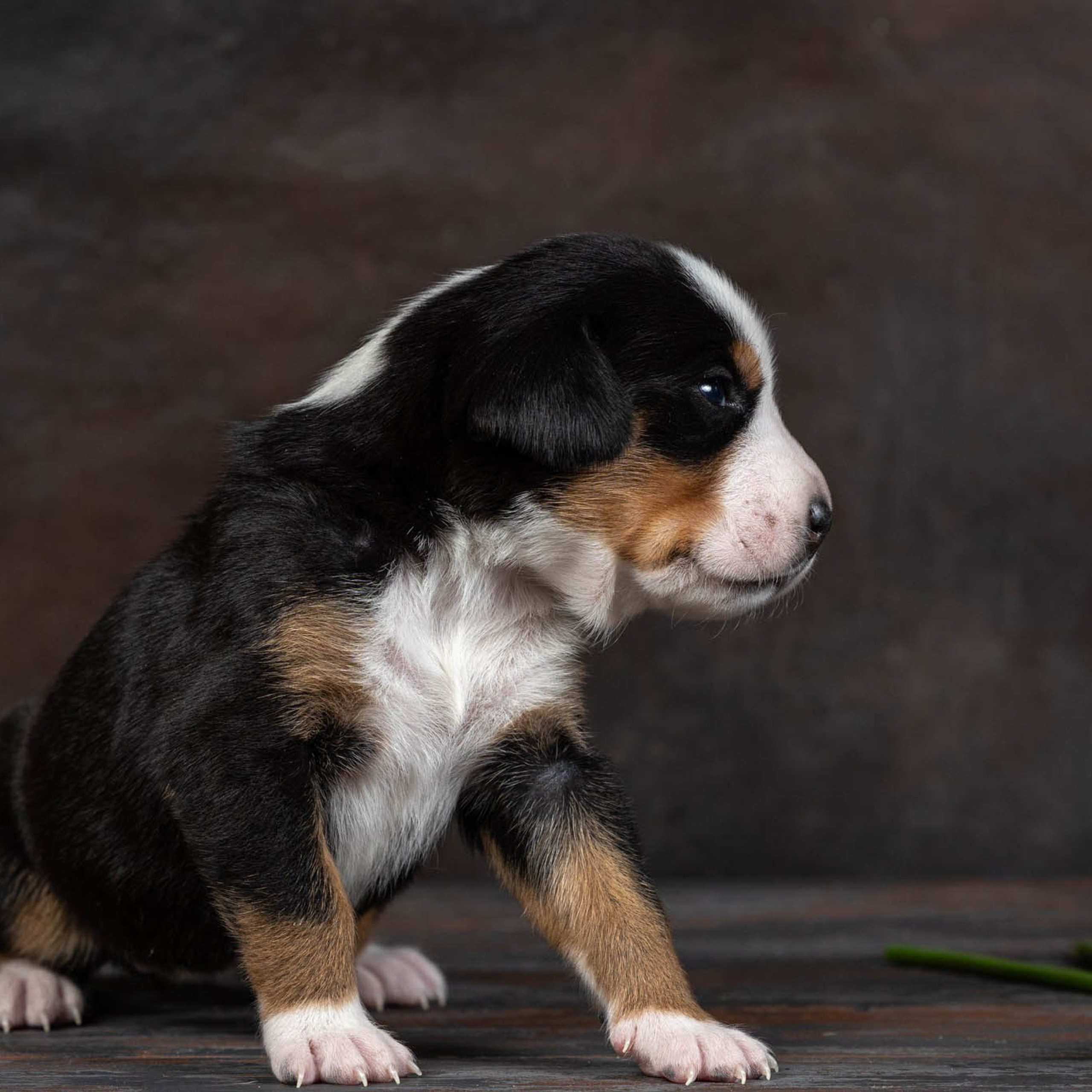Щенки зенненхунда. Питомник Больших Швейцарских Зенненхундов в Калужской области / Москва