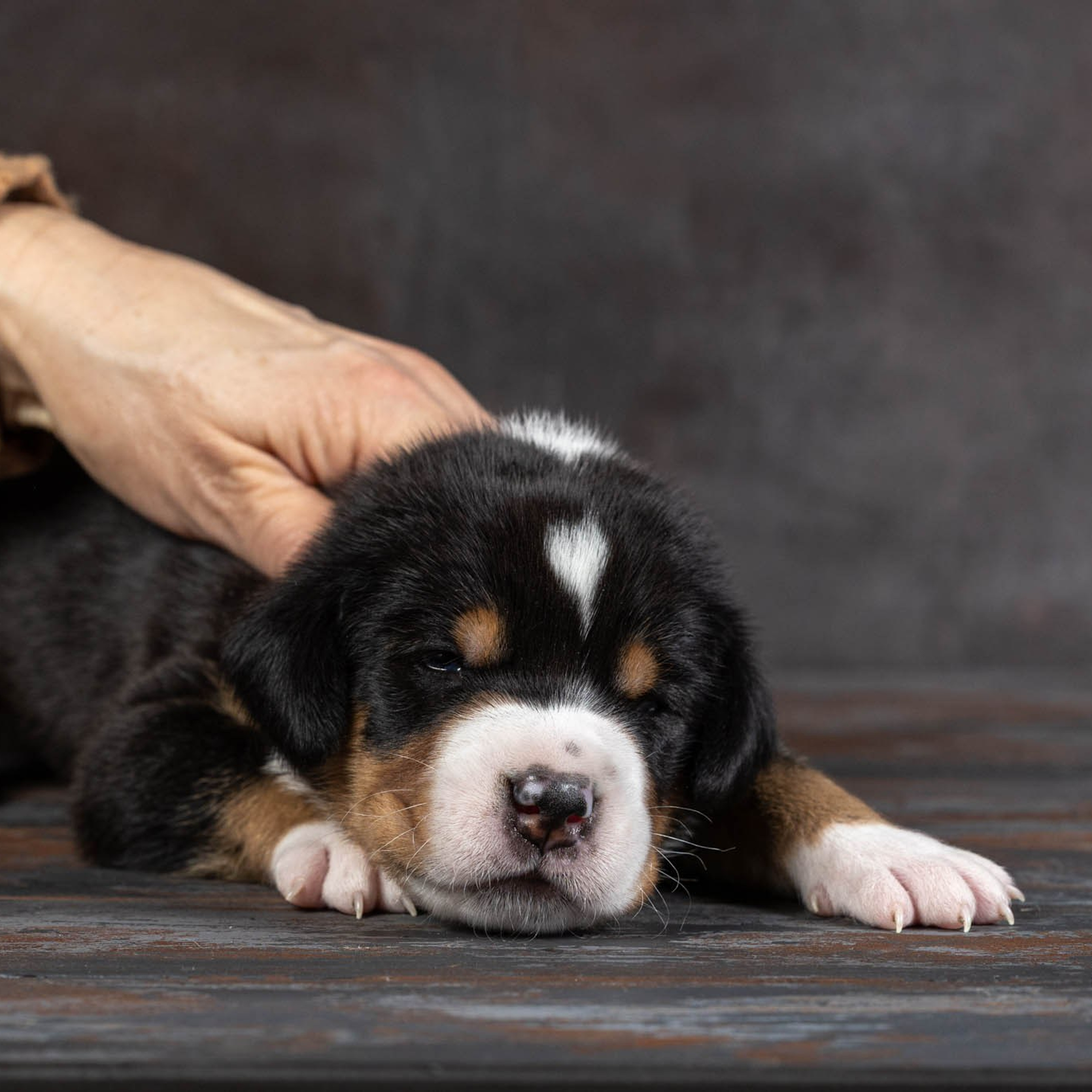 Щенки зенненхунда. Питомник Больших Швейцарских Зенненхундов в Калужской области / Москва