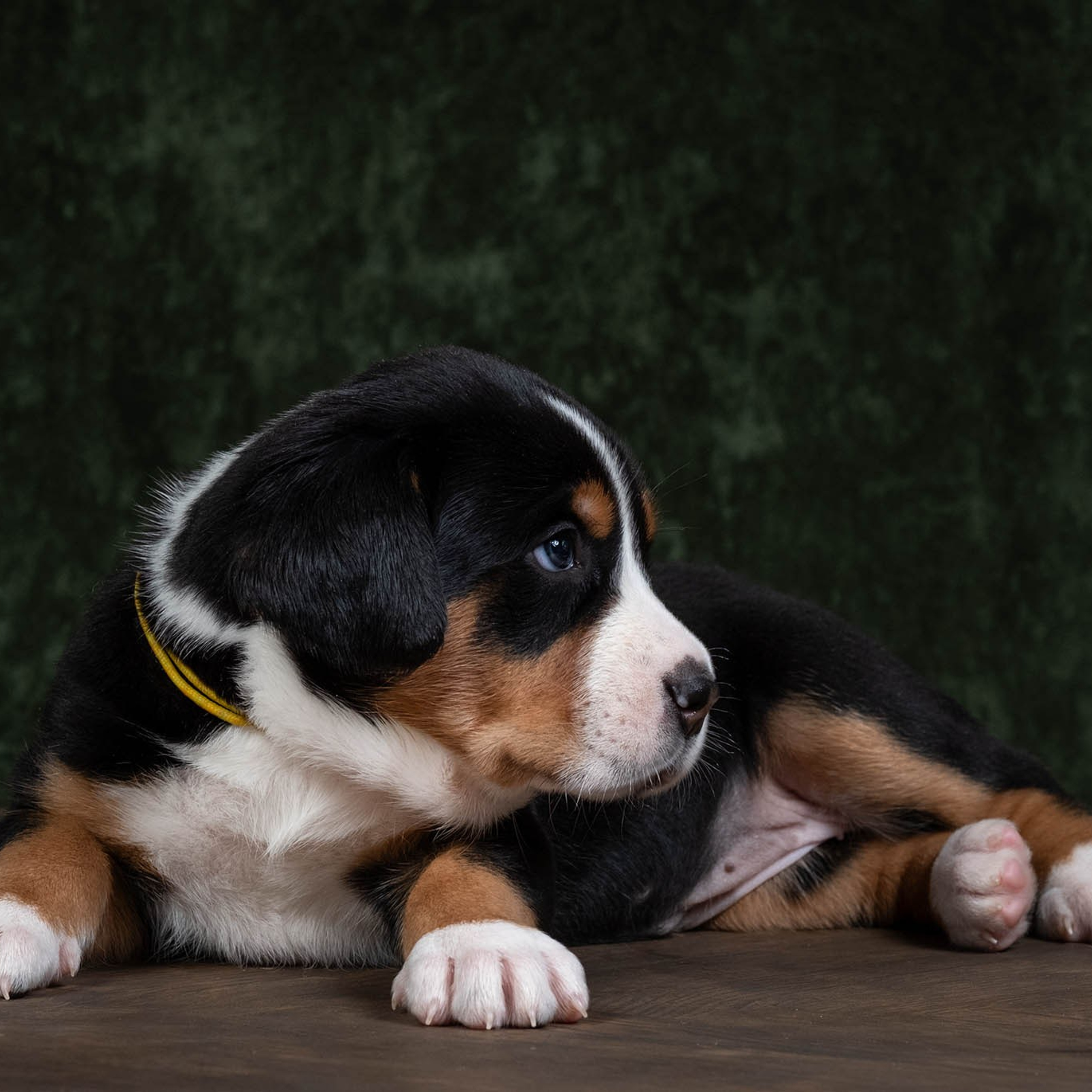 Щенки зенненхунда. Питомник Больших Швейцарских Зенненхундов в Калужской области / Москва