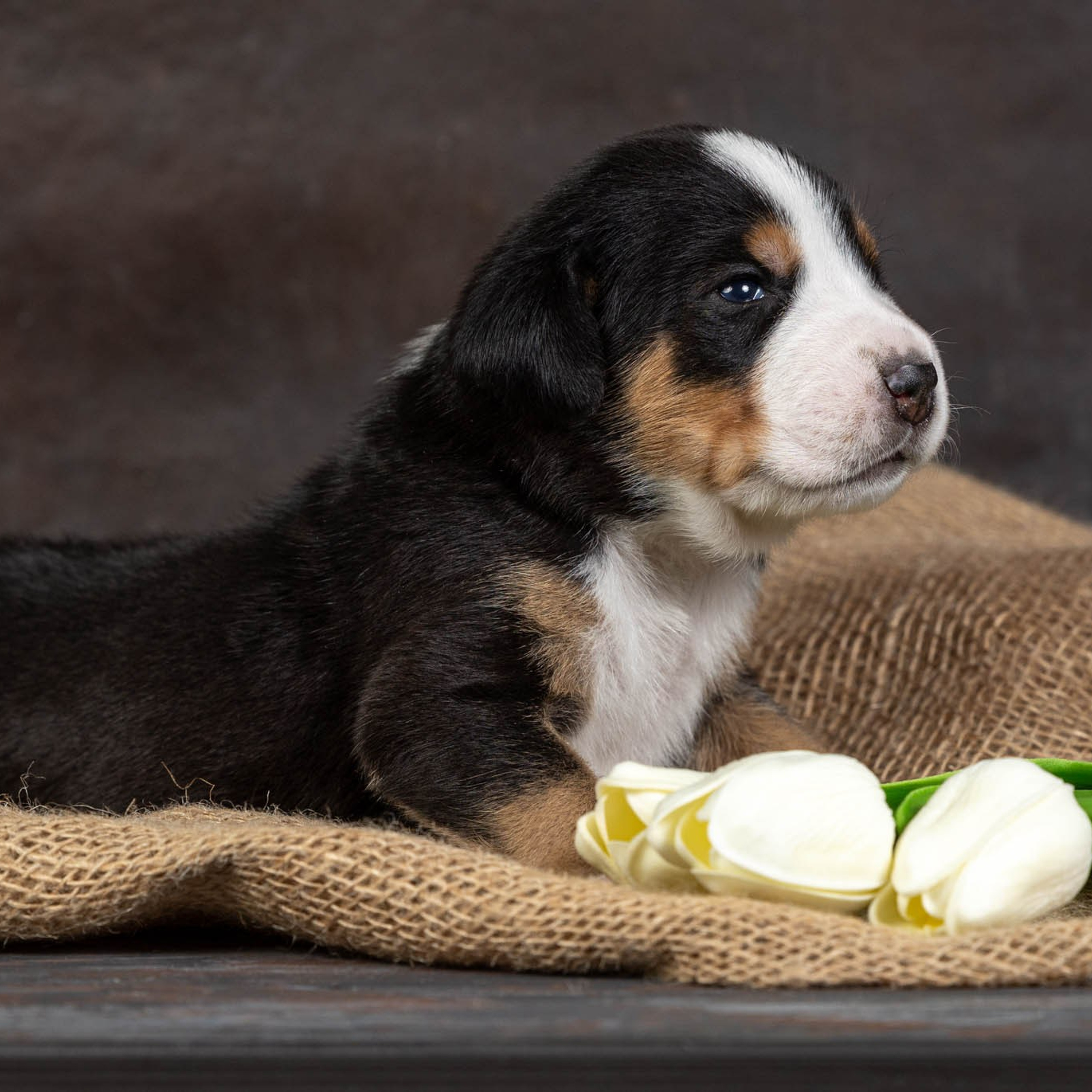Щенки зенненхунда. Питомник Больших Швейцарских Зенненхундов в Калужской области / Москва