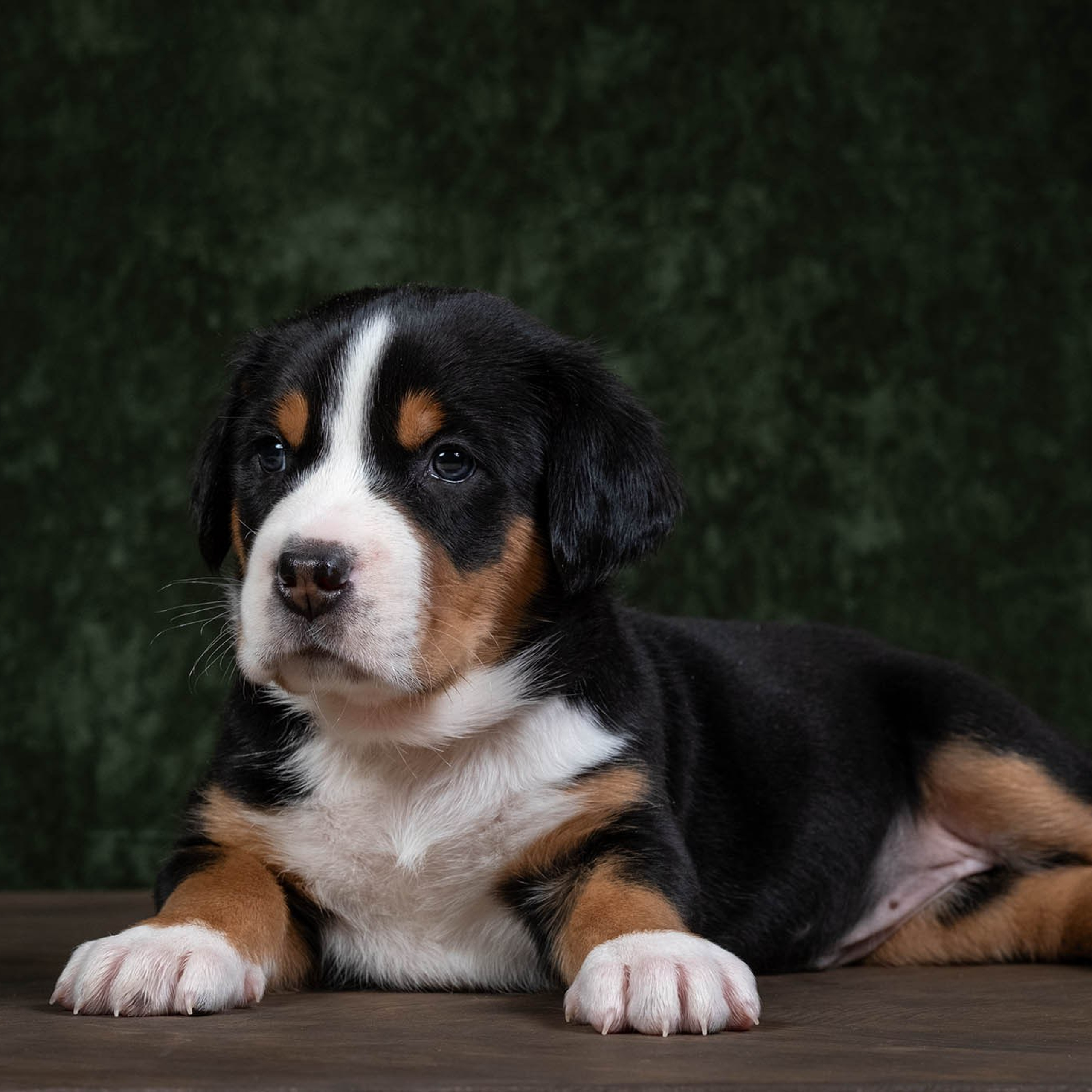 Щенки зенненхунда. Питомник Больших Швейцарских Зенненхундов в Калужской области / Москва