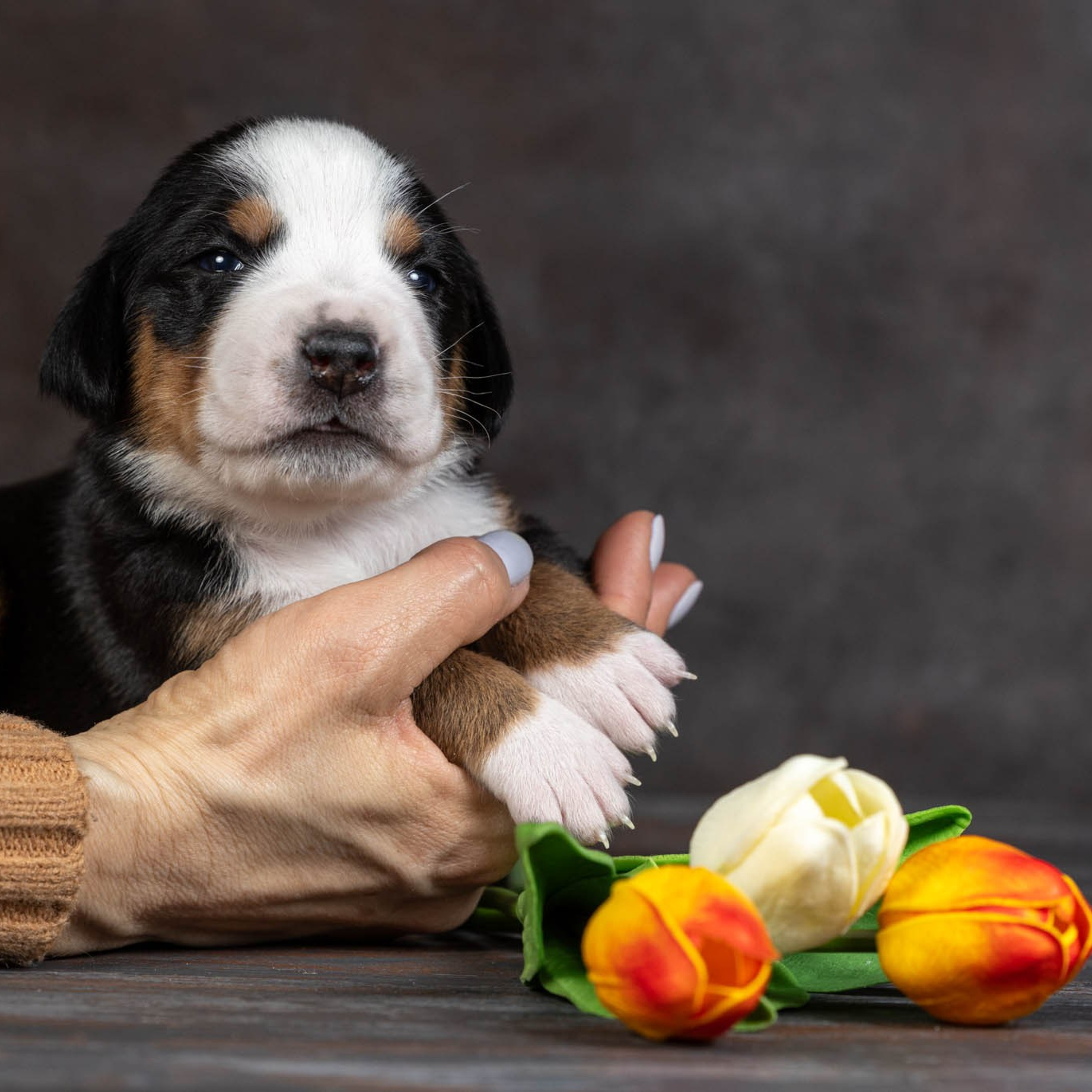 Щенки зенненхунда. Питомник Больших Швейцарских Зенненхундов в Калужской области / Москва
