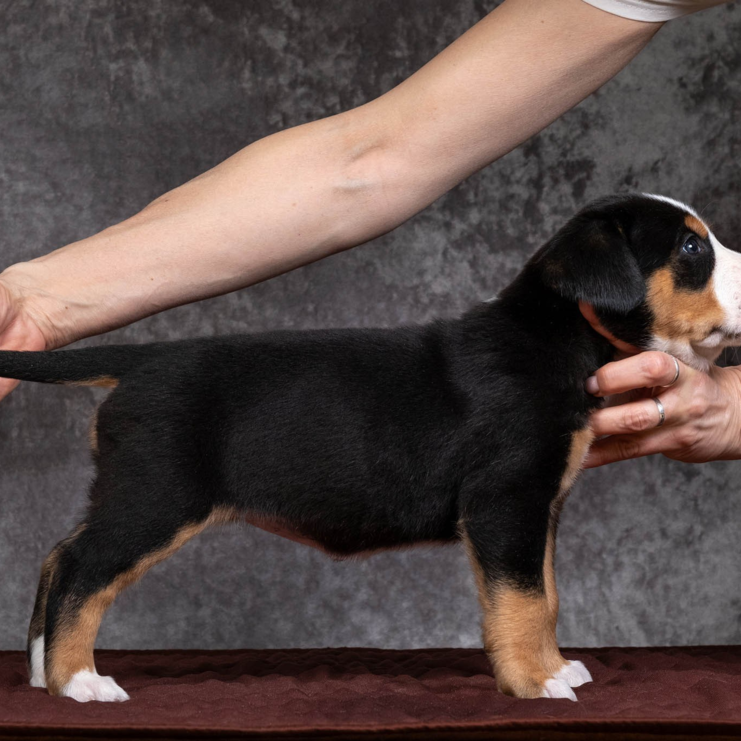Щенки зенненхунда. Питомник Больших Швейцарских Зенненхундов в Калужской области / Москва
