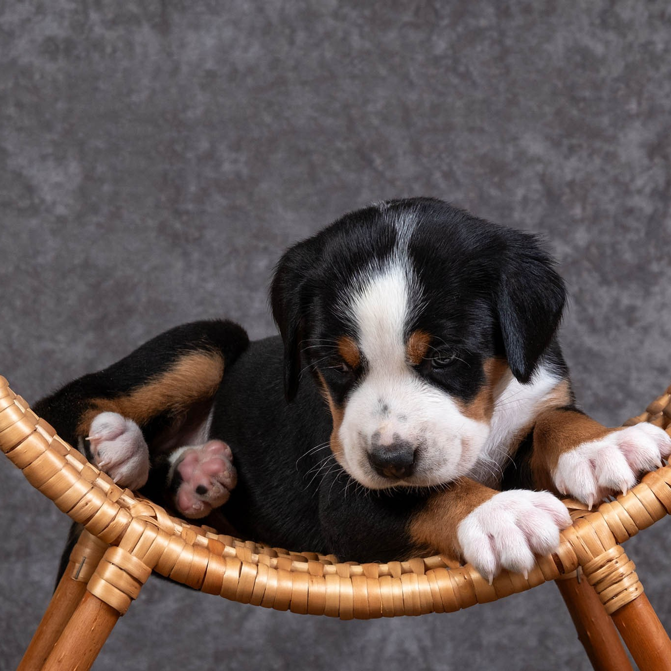 Щенки зенненхунда. Питомник Больших Швейцарских Зенненхундов в Калужской области / Москва