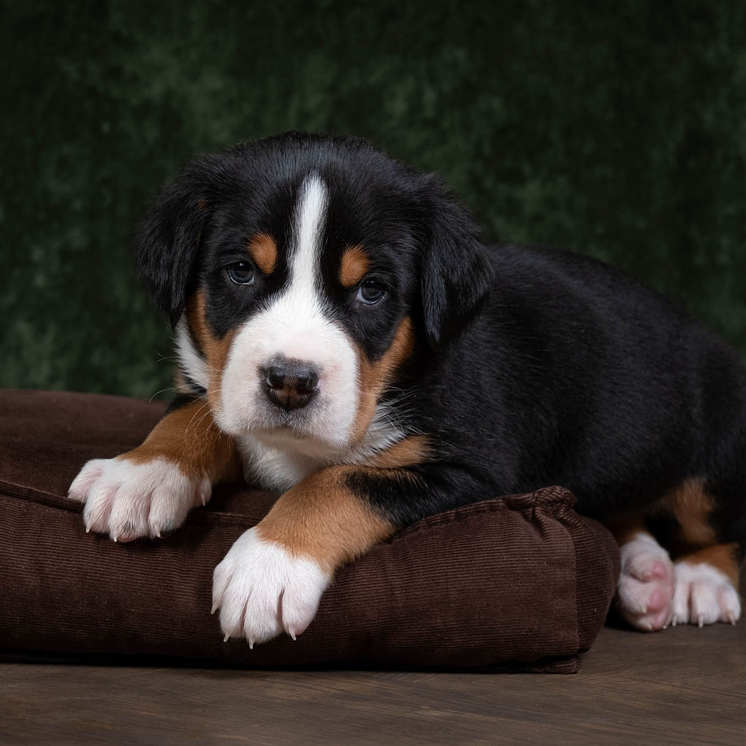 Щенки зенненхунда. Питомник Больших Швейцарских Зенненхундов в Калужской области / Москва