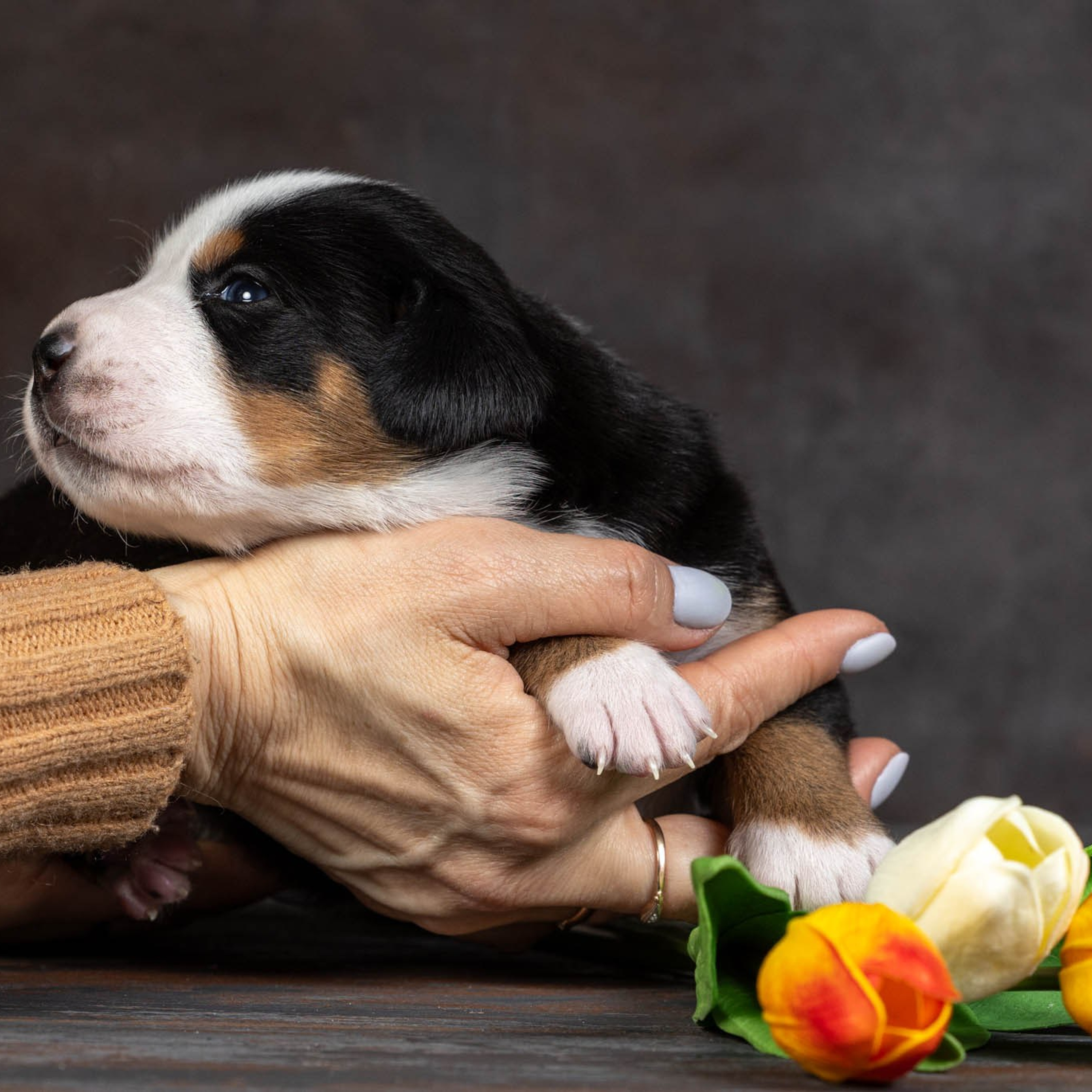 Щенки зенненхунда. Питомник Больших Швейцарских Зенненхундов в Калужской области / Москва