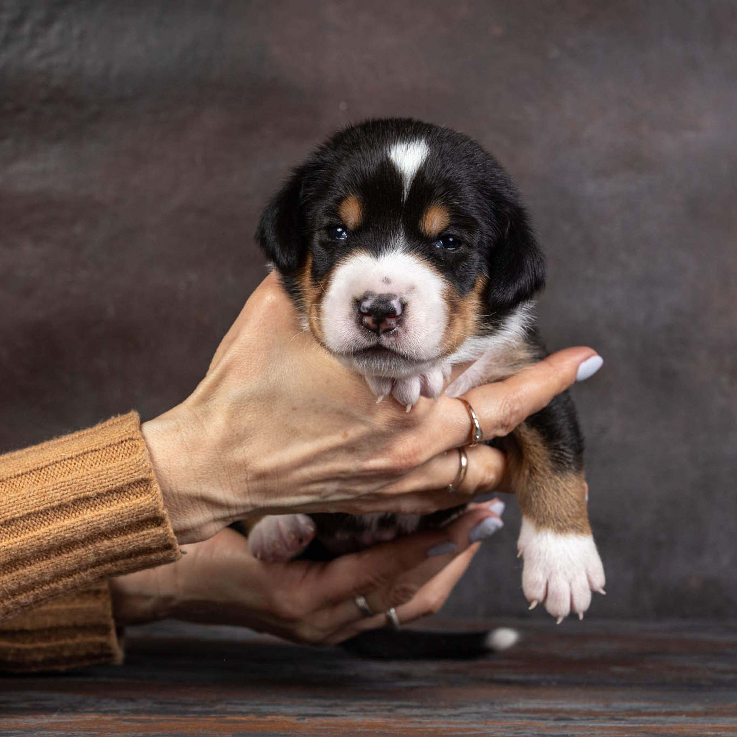 Щенки зенненхунда. Питомник Больших Швейцарских Зенненхундов в Калужской области / Москва