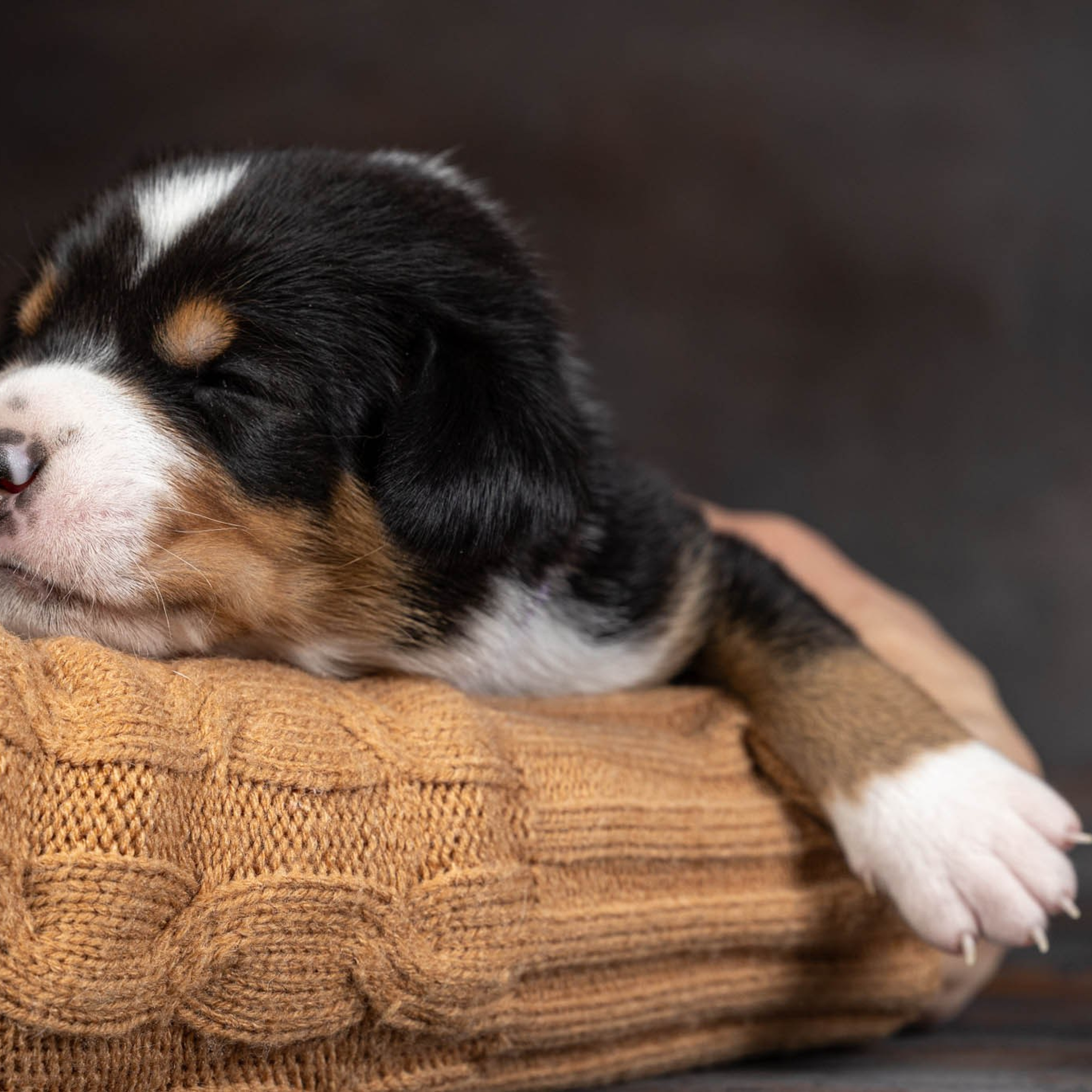 Щенки зенненхунда. Питомник Больших Швейцарских Зенненхундов в Калужской области / Москва