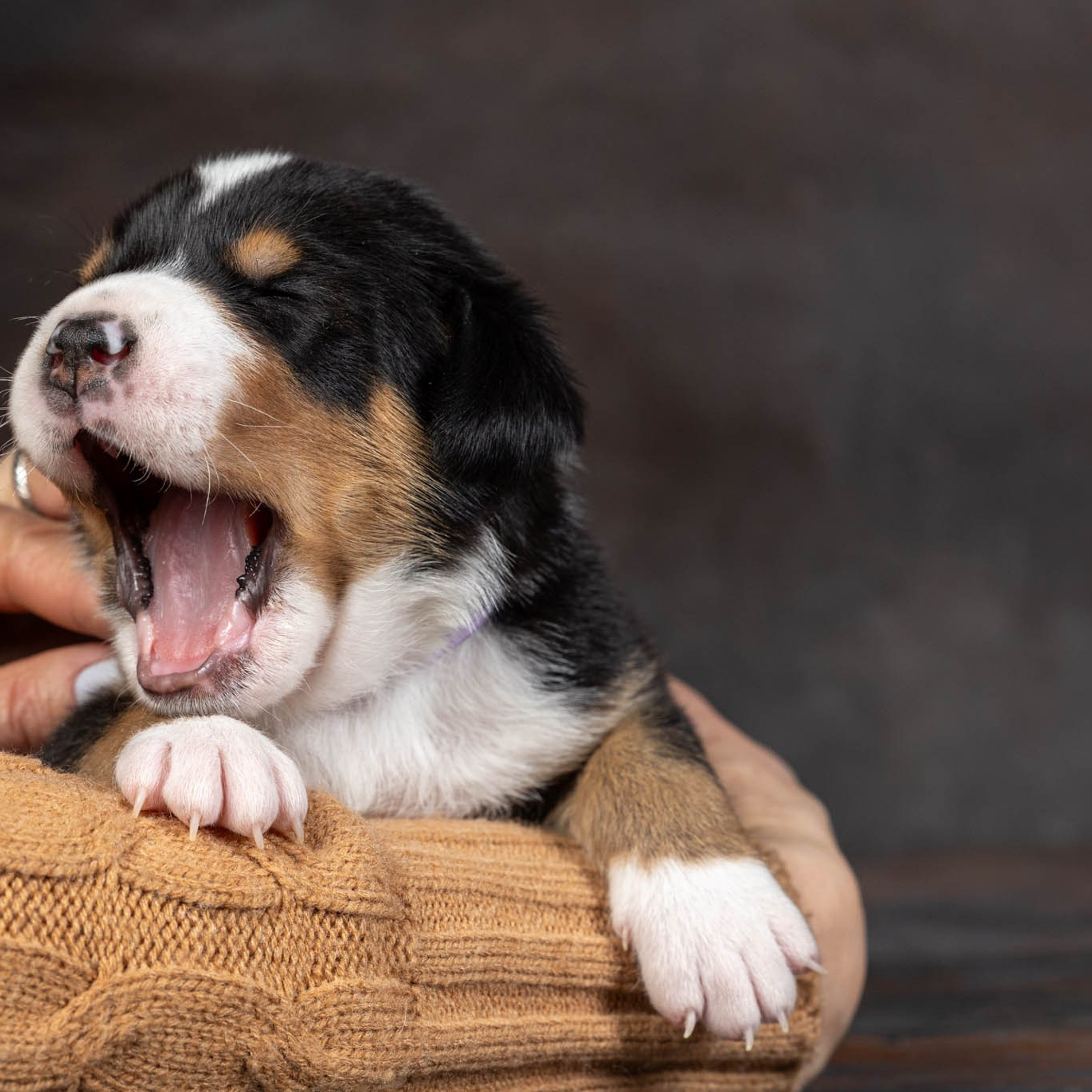 Щенки зенненхунда. Питомник Больших Швейцарских Зенненхундов в Калужской области / Москва