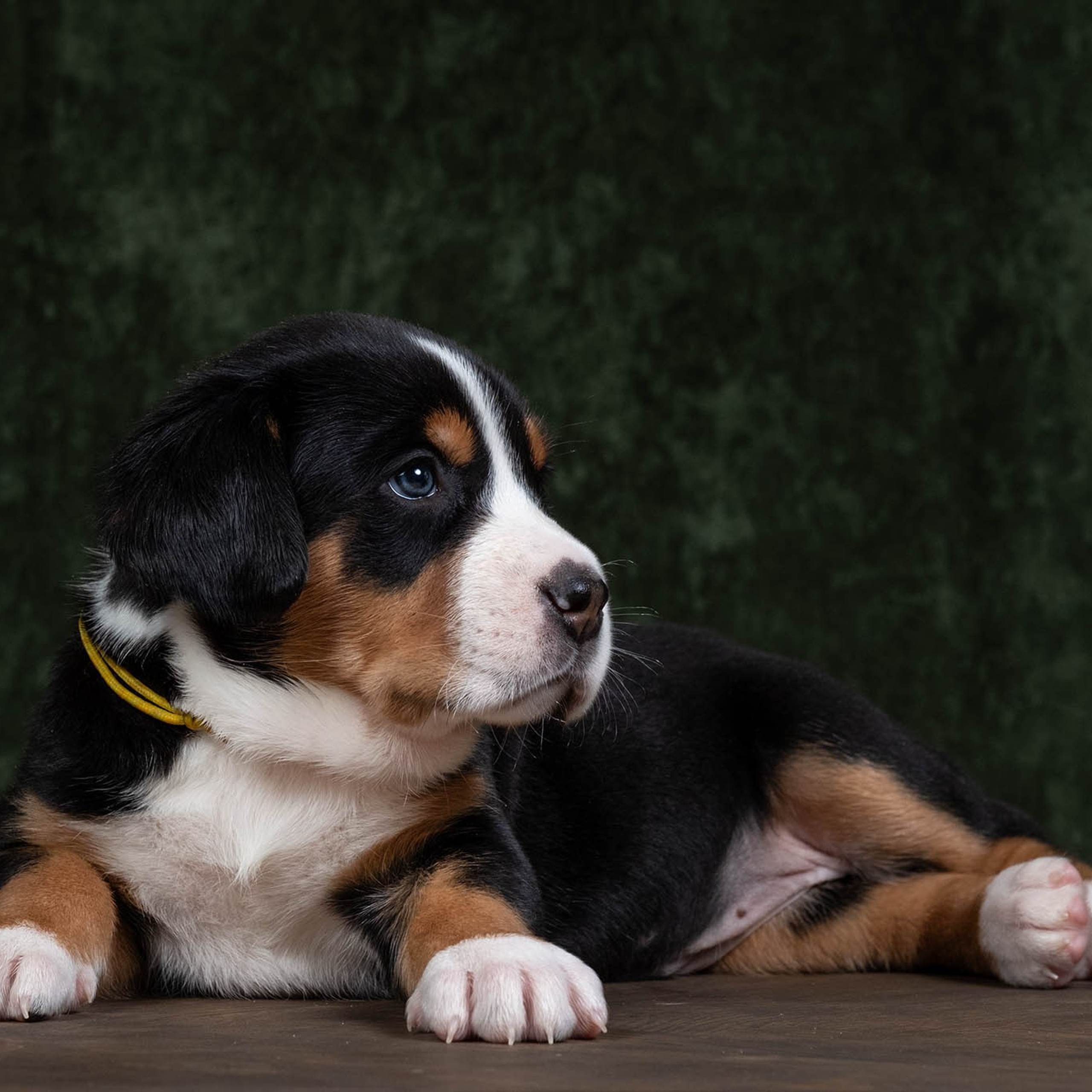 Щенки зенненхунда. Питомник Больших Швейцарских Зенненхундов в Калужской области / Москва