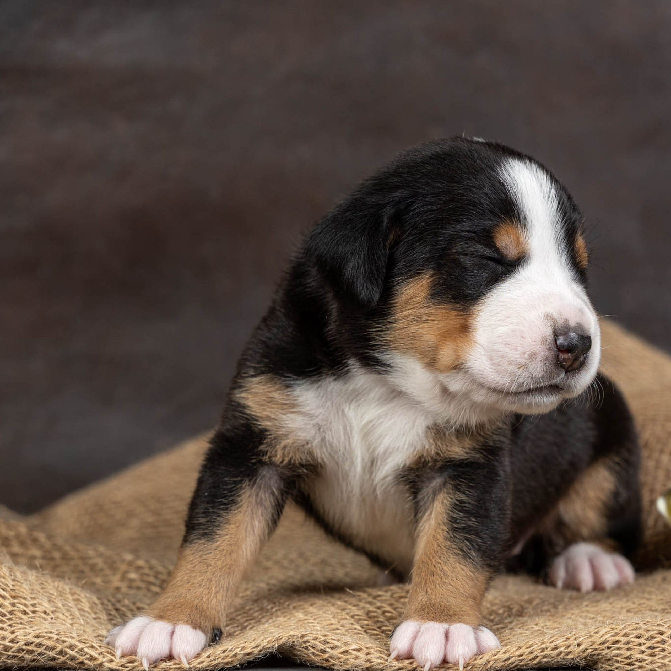 Щенки зенненхунда. Питомник Больших Швейцарских Зенненхундов в Калужской области / Москва
