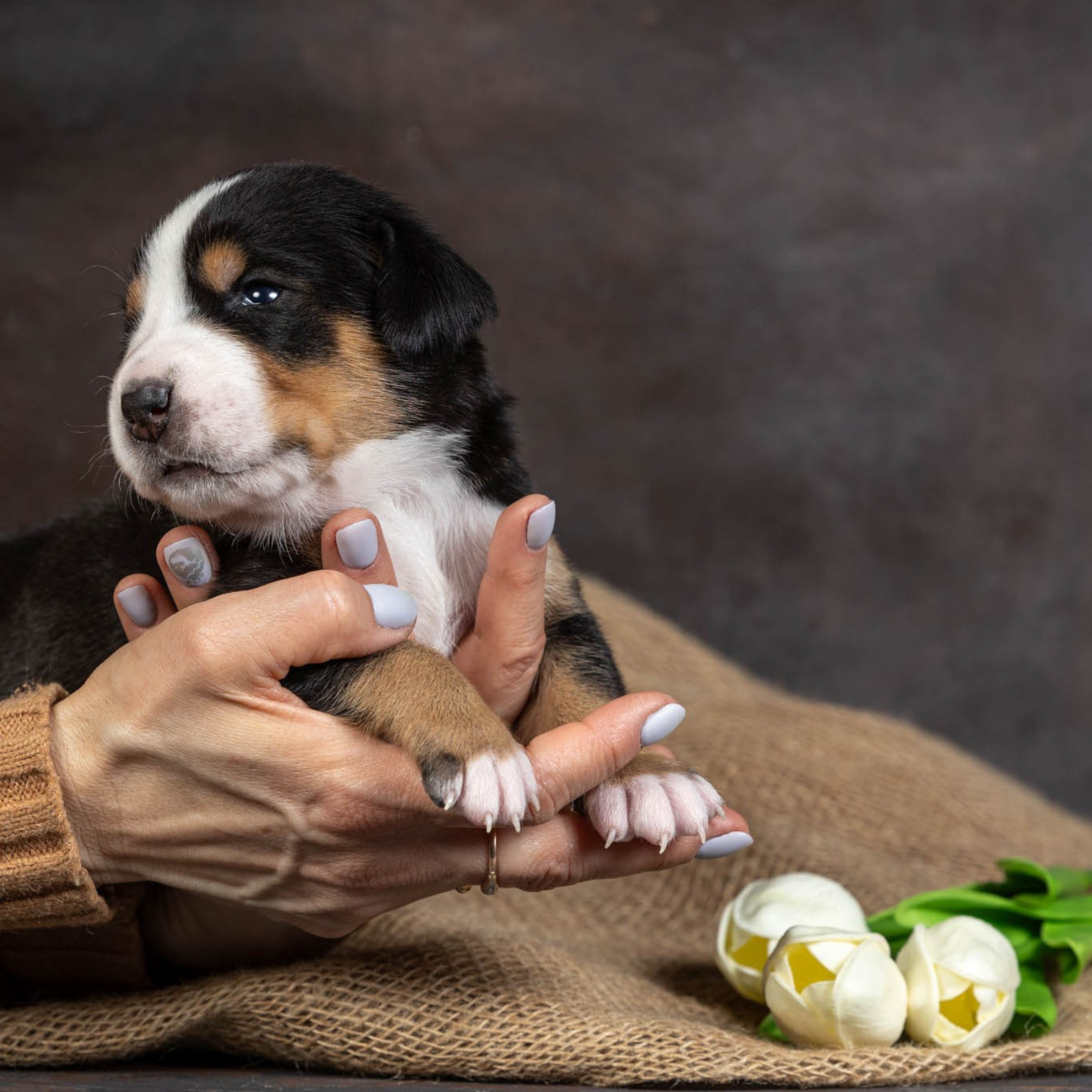 Щенки зенненхунда. Питомник Больших Швейцарских Зенненхундов в Калужской области / Москва