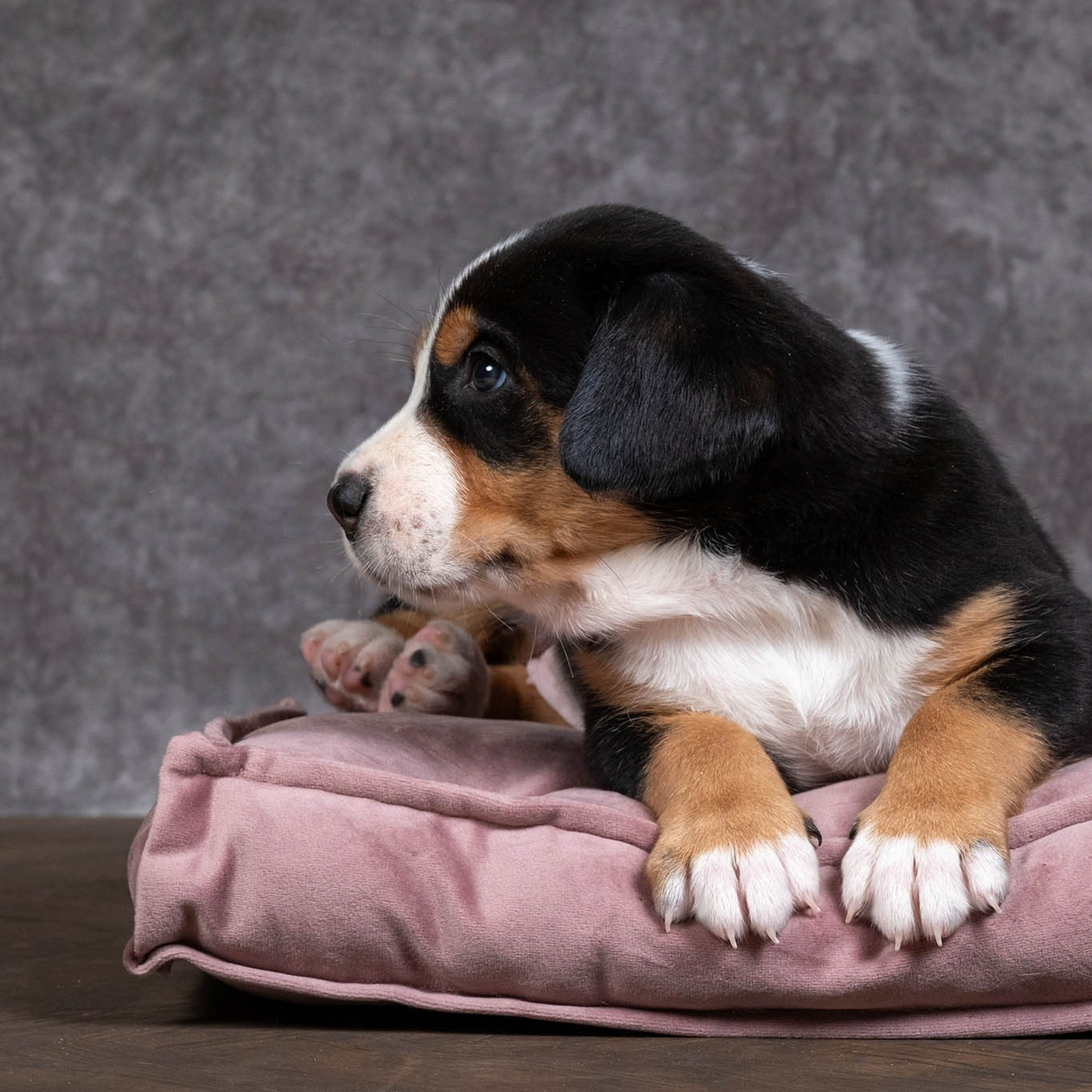 Щенки зенненхунда. Питомник Больших Швейцарских Зенненхундов в Калужской области / Москва