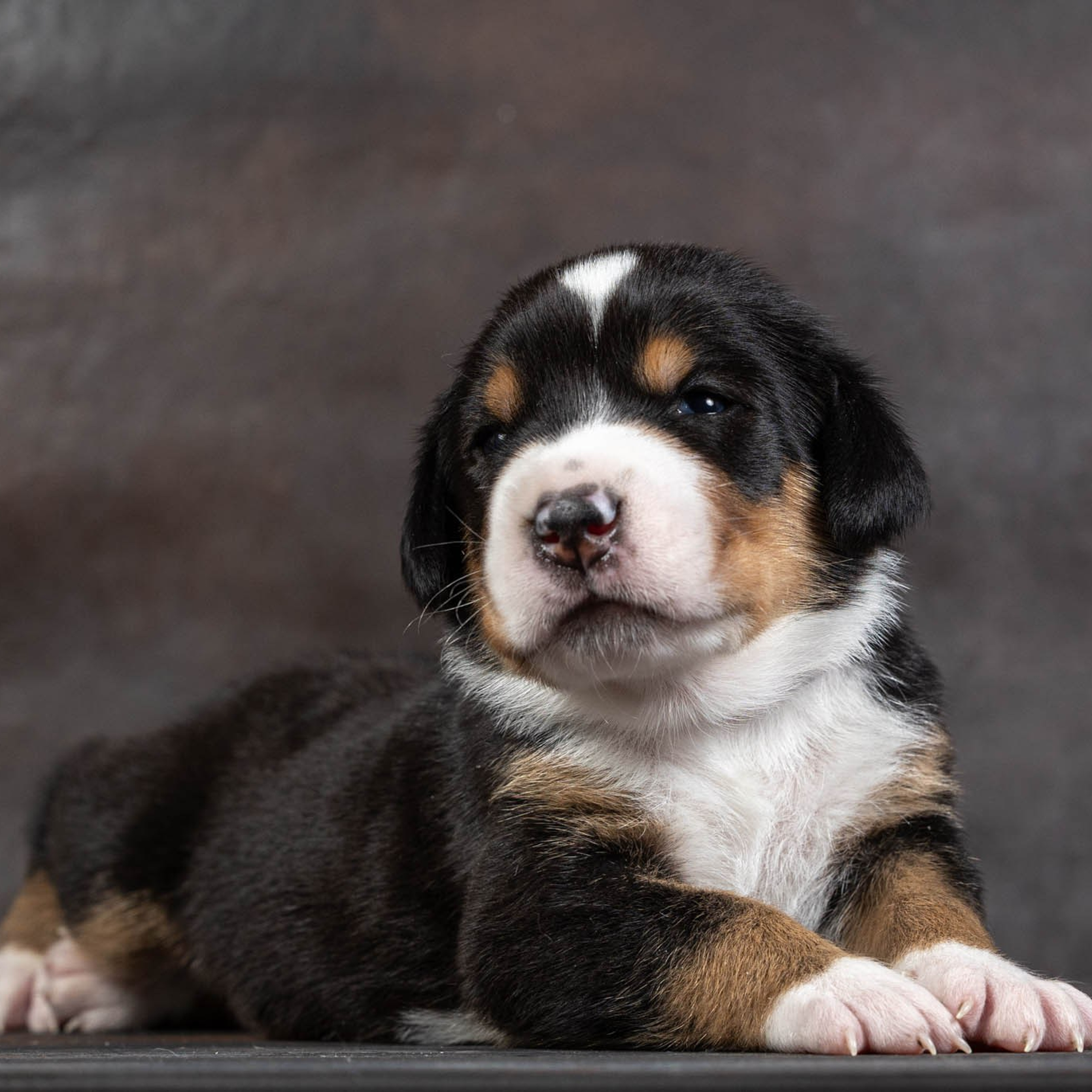 Щенки зенненхунда. Питомник Больших Швейцарских Зенненхундов в Калужской области / Москва