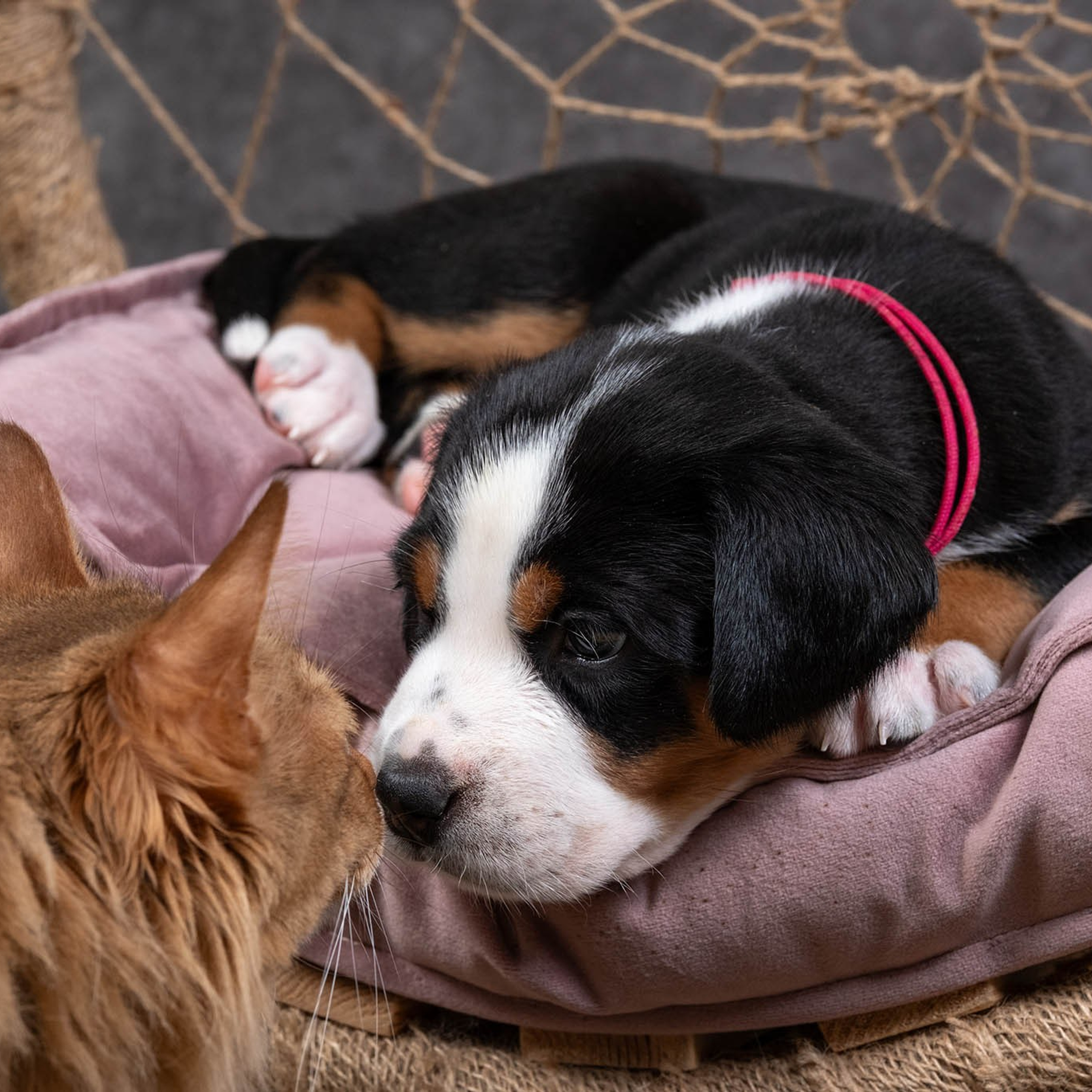 Щенки зенненхунда. Питомник Больших Швейцарских Зенненхундов в Калужской области / Москва