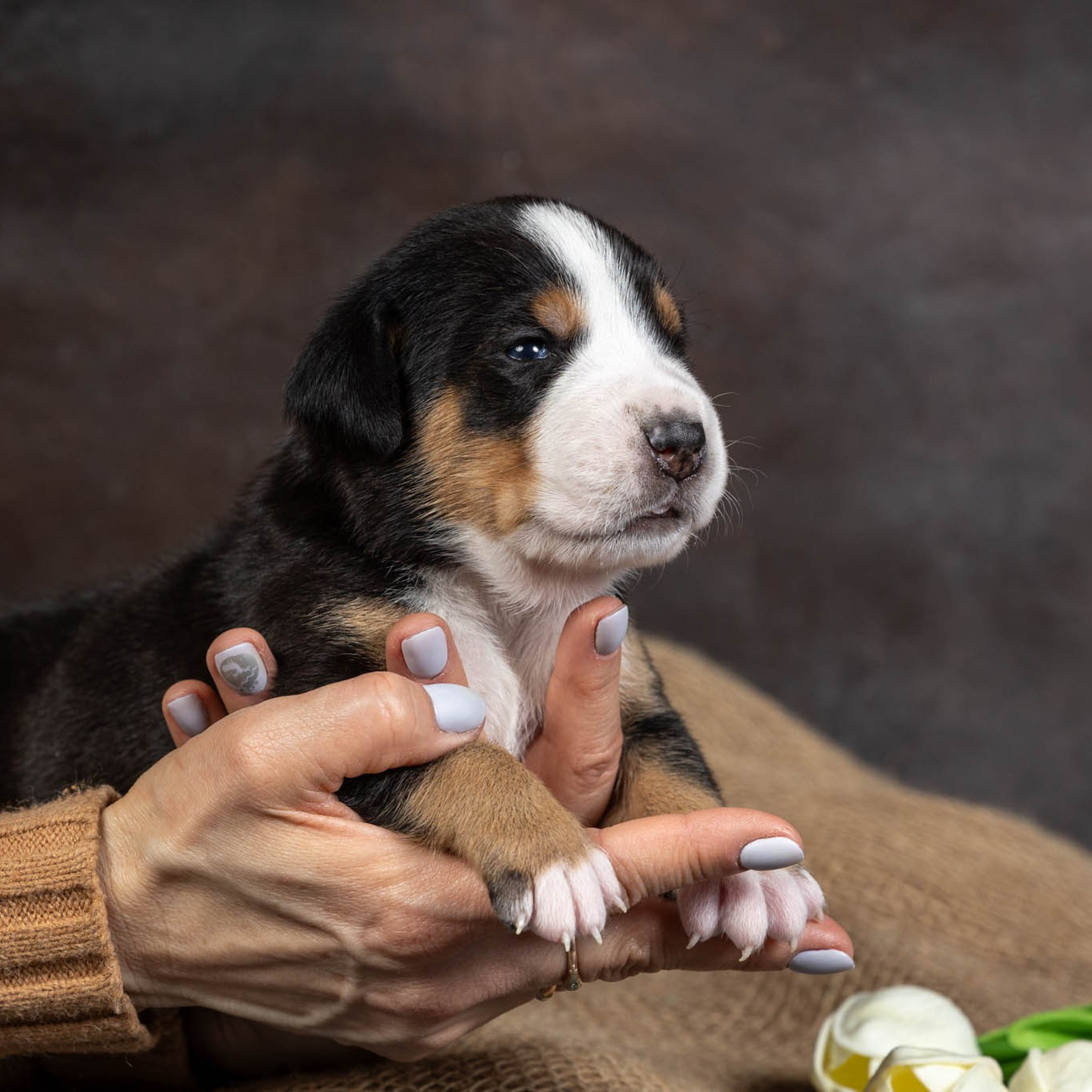 Щенки зенненхунда. Питомник Больших Швейцарских Зенненхундов в Калужской области / Москва