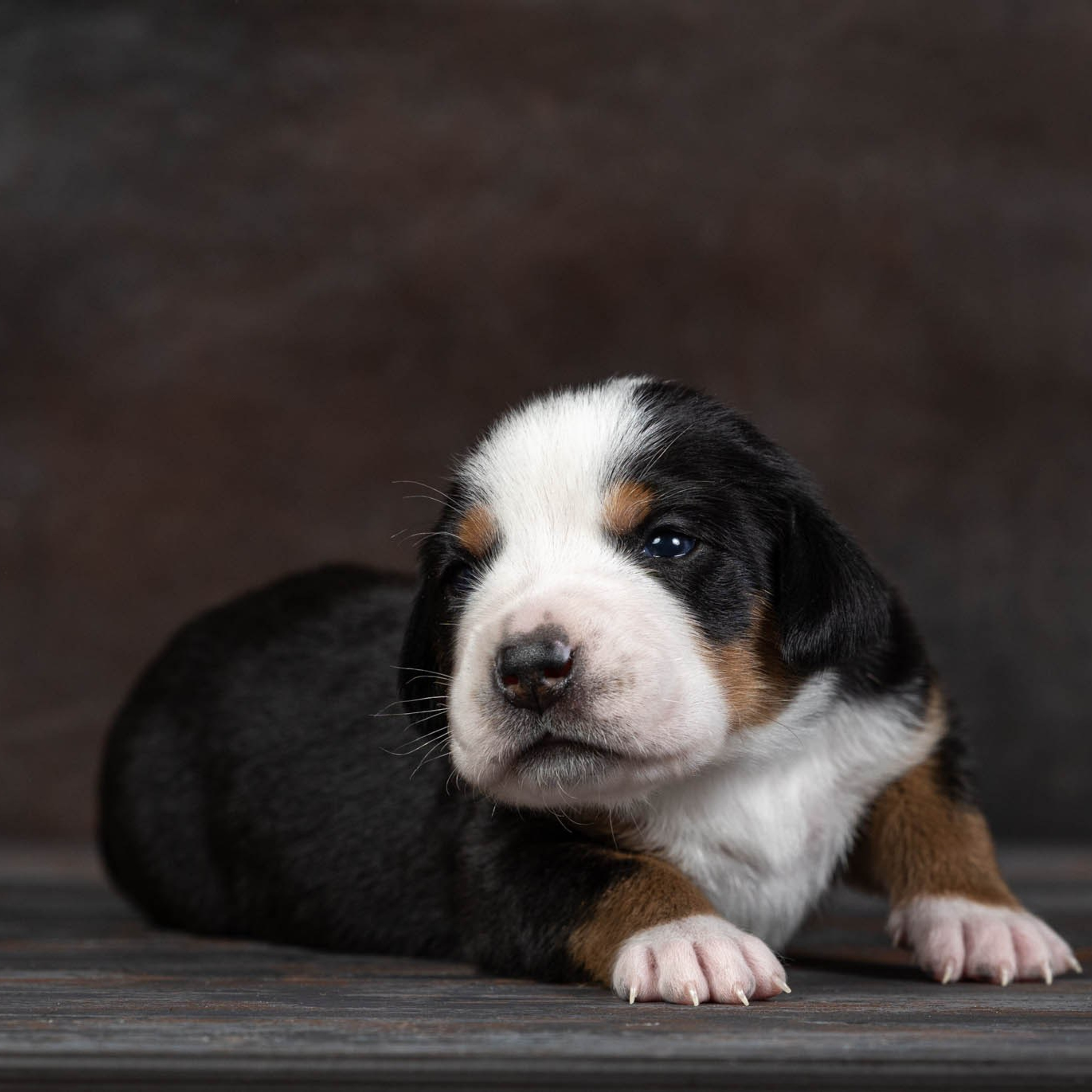 Щенки зенненхунда. Питомник Больших Швейцарских Зенненхундов в Калужской области / Москва