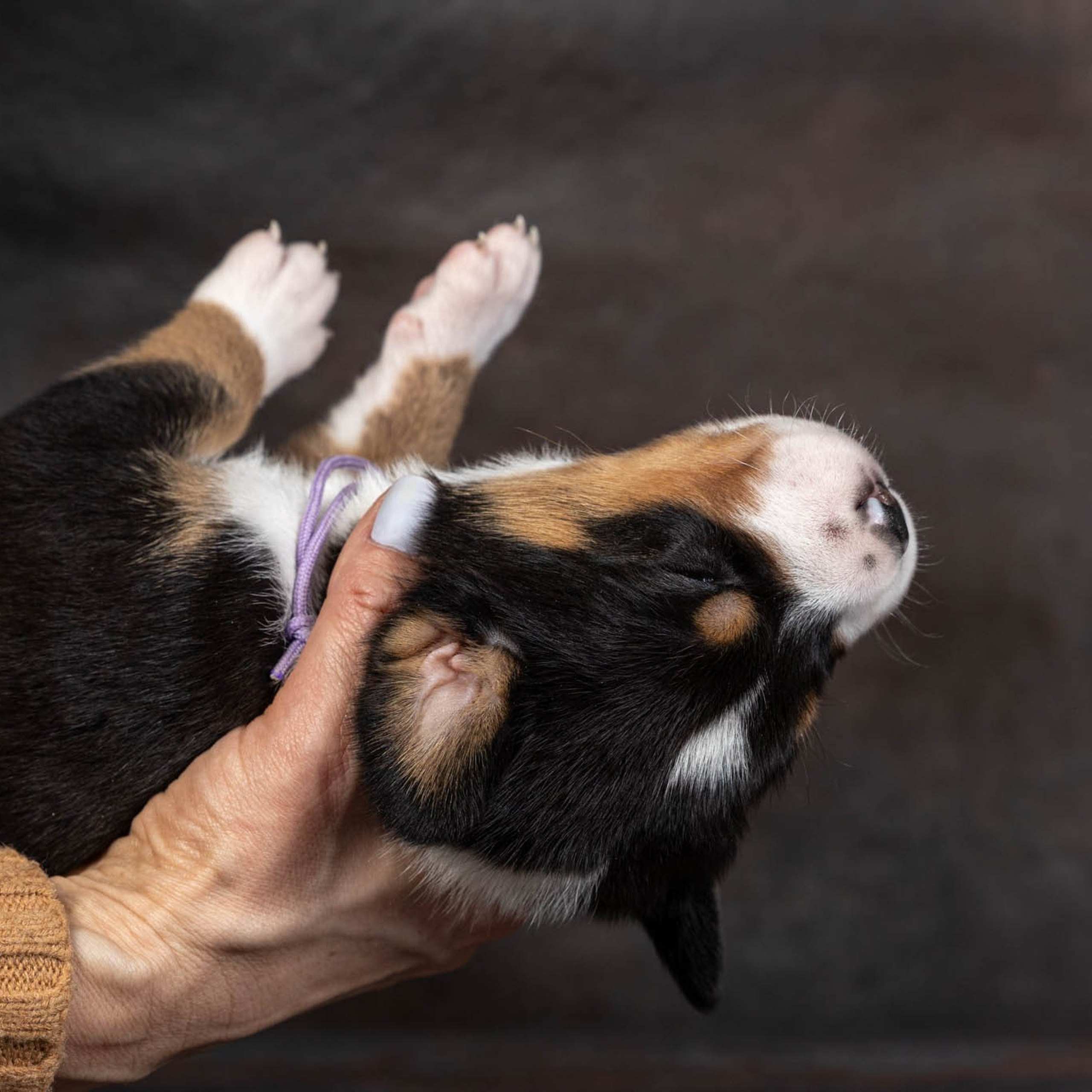 Щенки зенненхунда. Питомник Больших Швейцарских Зенненхундов в Калужской области / Москва