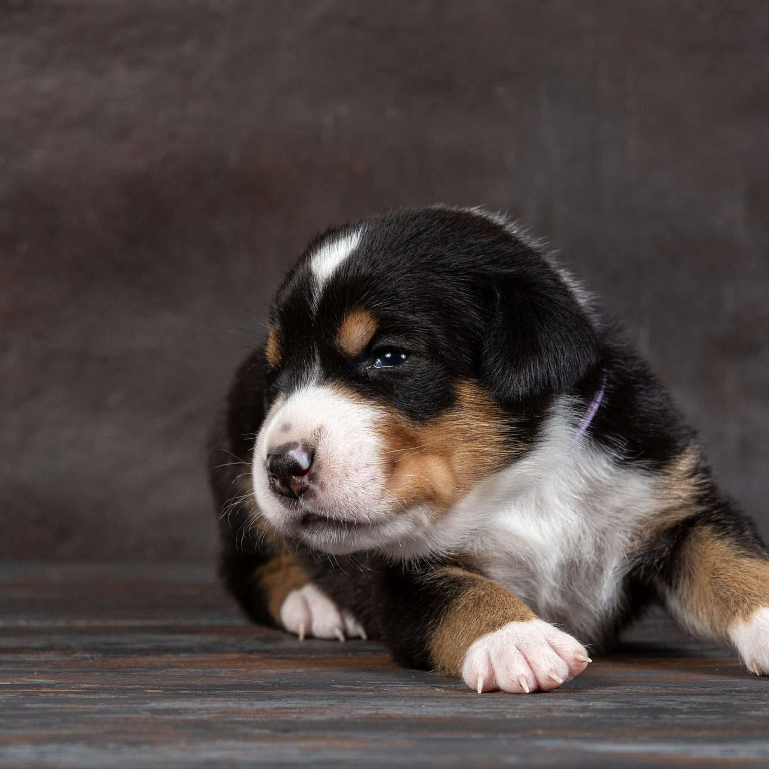 Щенки зенненхунда. Питомник Больших Швейцарских Зенненхундов в Калужской области / Москва