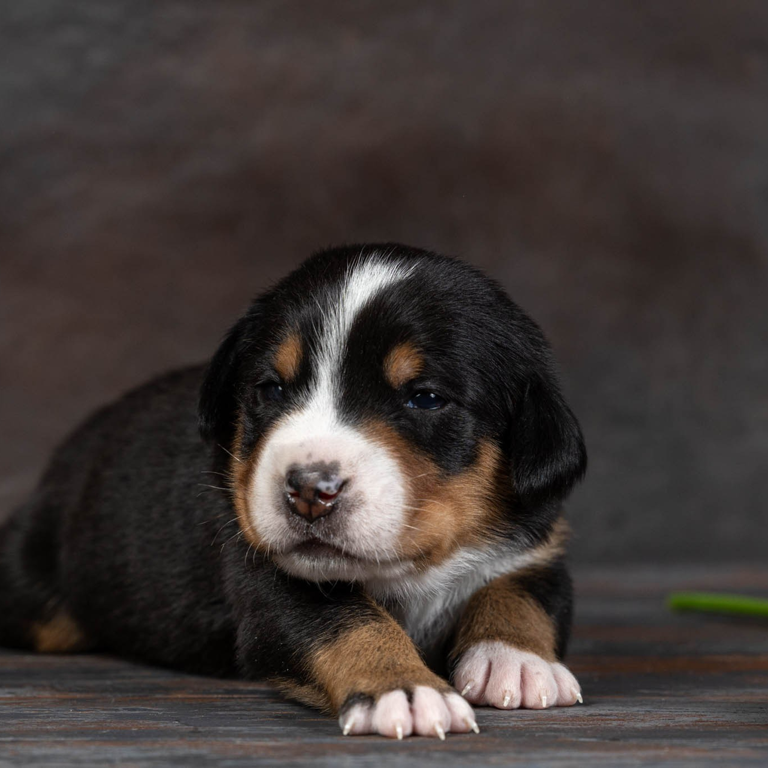 Щенки зенненхунда. Питомник Больших Швейцарских Зенненхундов в Калужской области / Москва