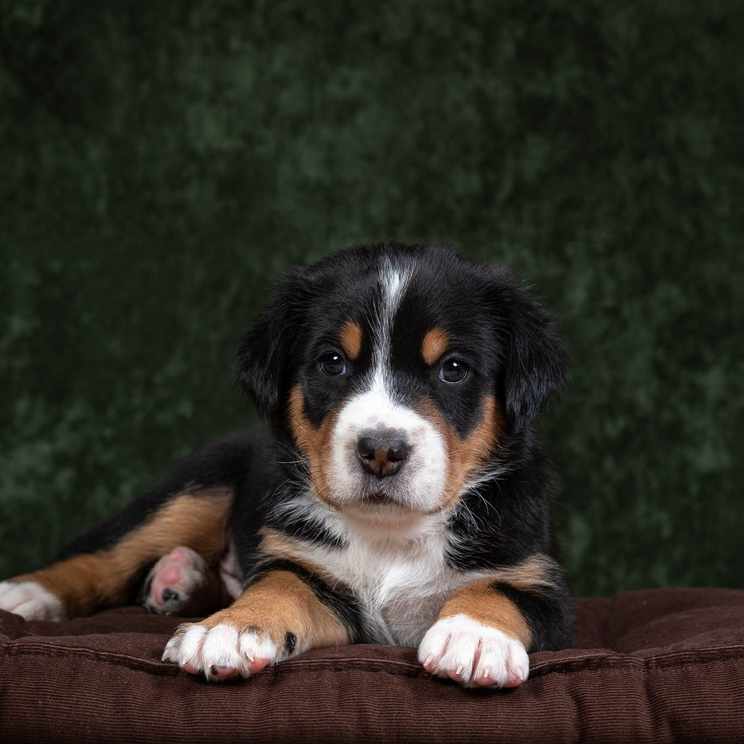 Щенки зенненхунда. Питомник Больших Швейцарских Зенненхундов в Калужской области / Москва