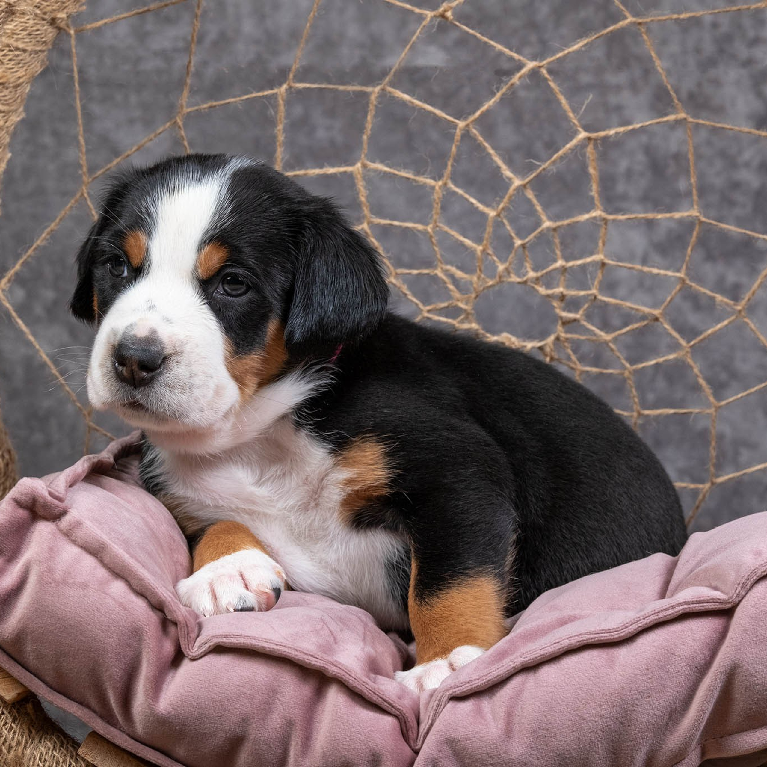 Щенки зенненхунда. Питомник Больших Швейцарских Зенненхундов в Калужской области / Москва