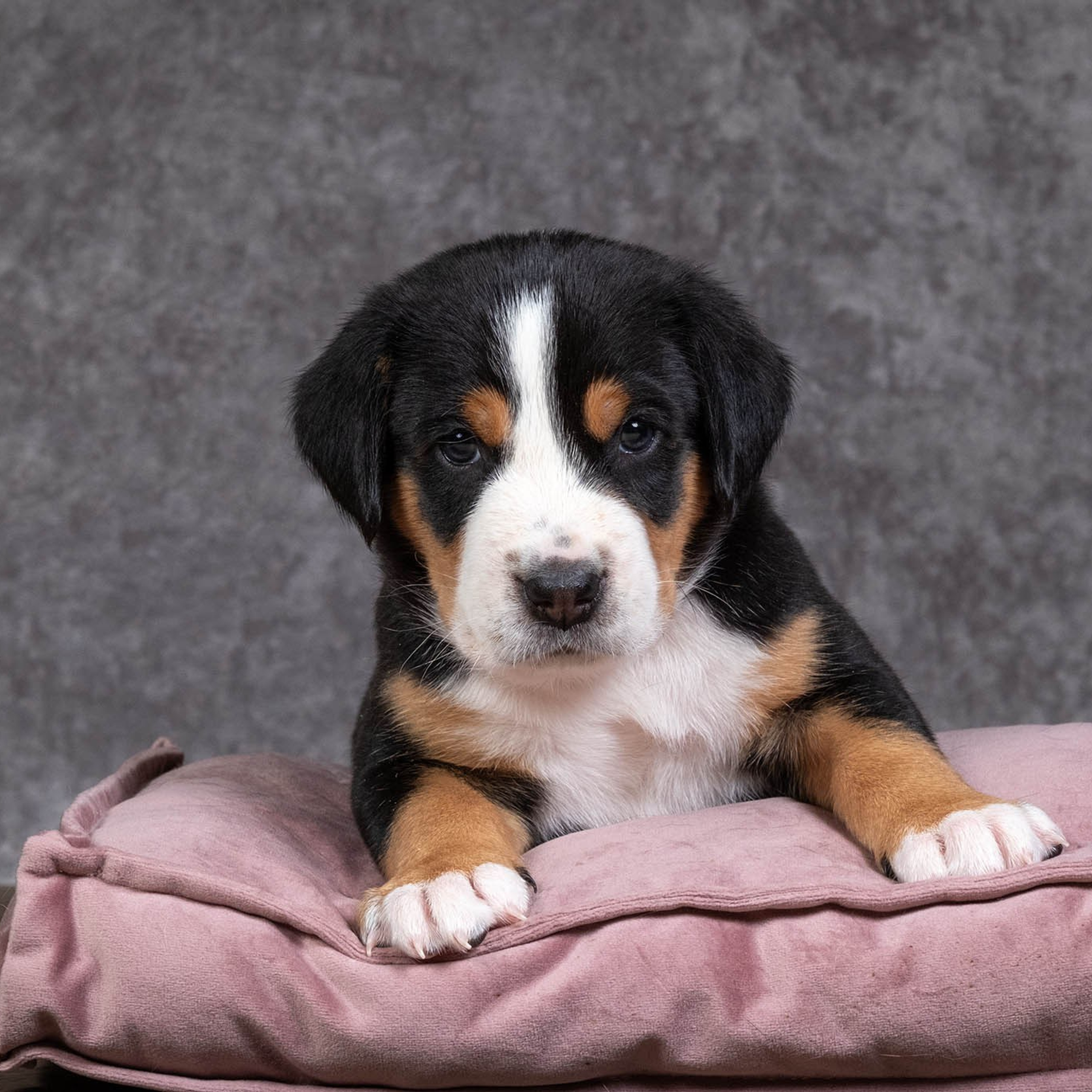 Щенки зенненхунда. Питомник Больших Швейцарских Зенненхундов в Калужской области / Москва