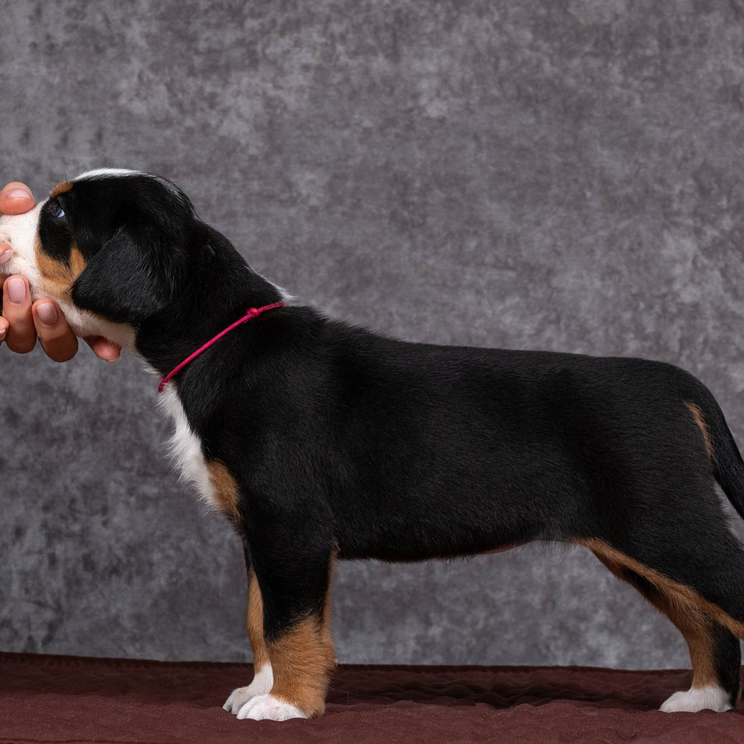 Щенки зенненхунда. Питомник Больших Швейцарских Зенненхундов в Калужской области / Москва