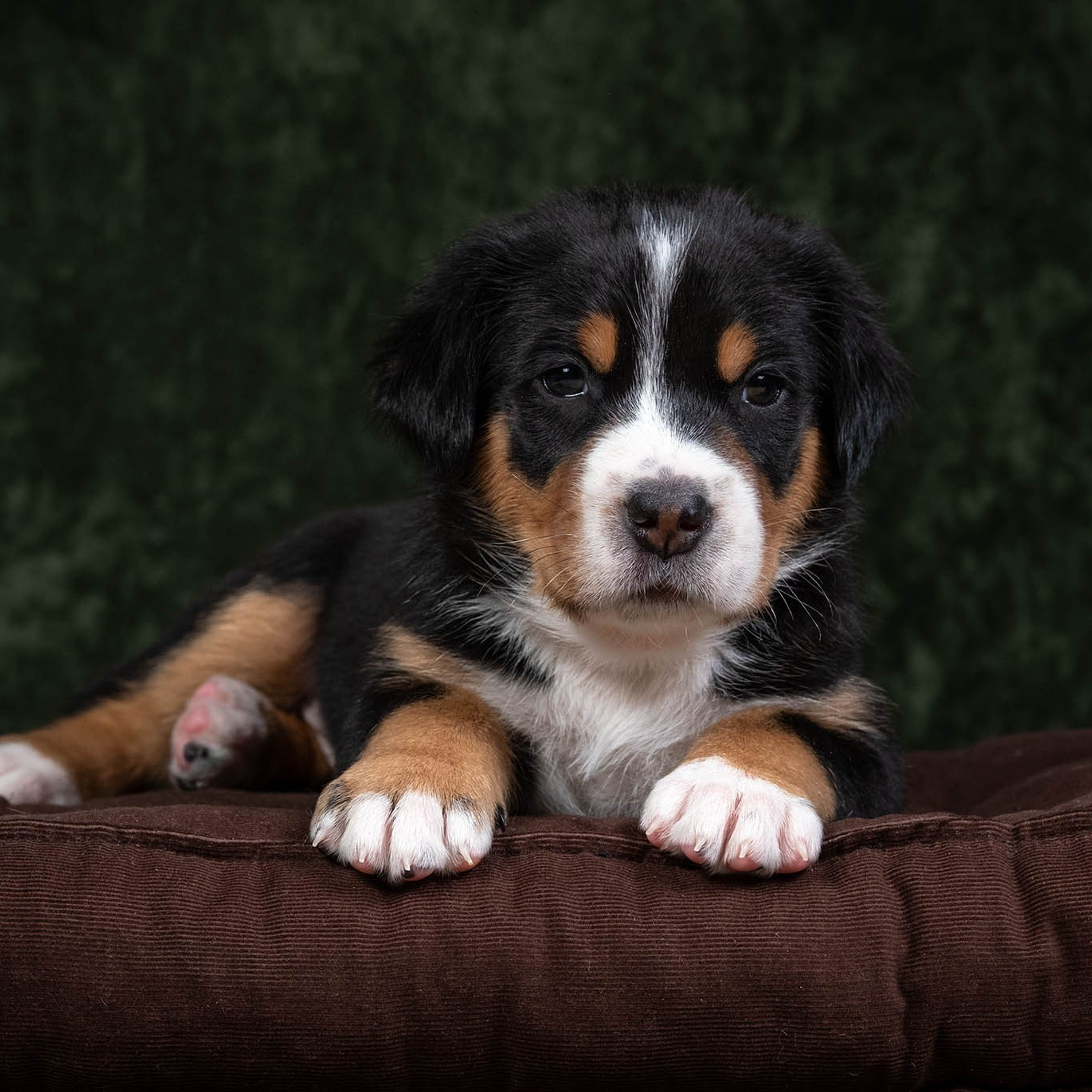 Щенки зенненхунда. Питомник Больших Швейцарских Зенненхундов в Калужской области / Москва