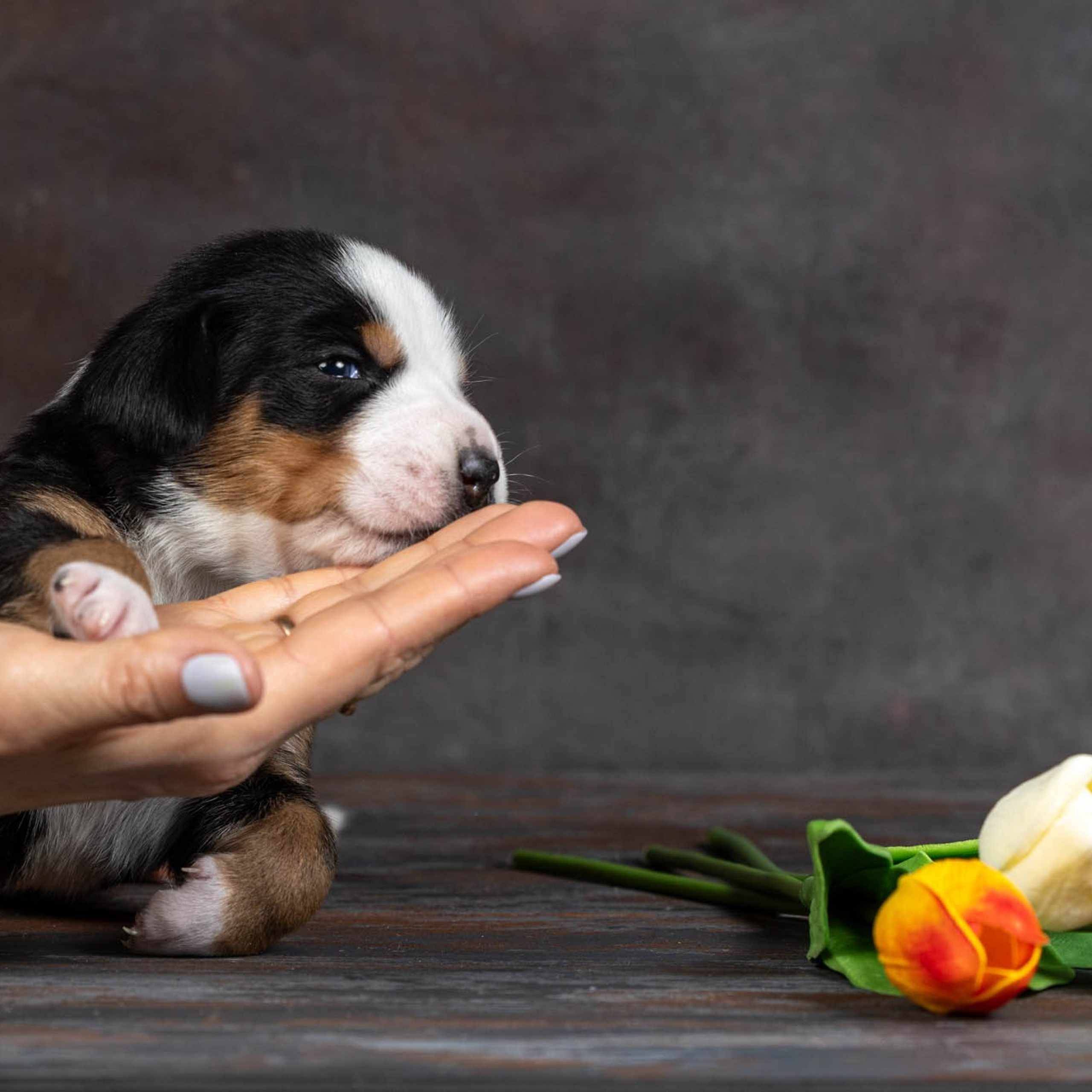 Щенки зенненхунда. Питомник Больших Швейцарских Зенненхундов в Калужской области / Москва