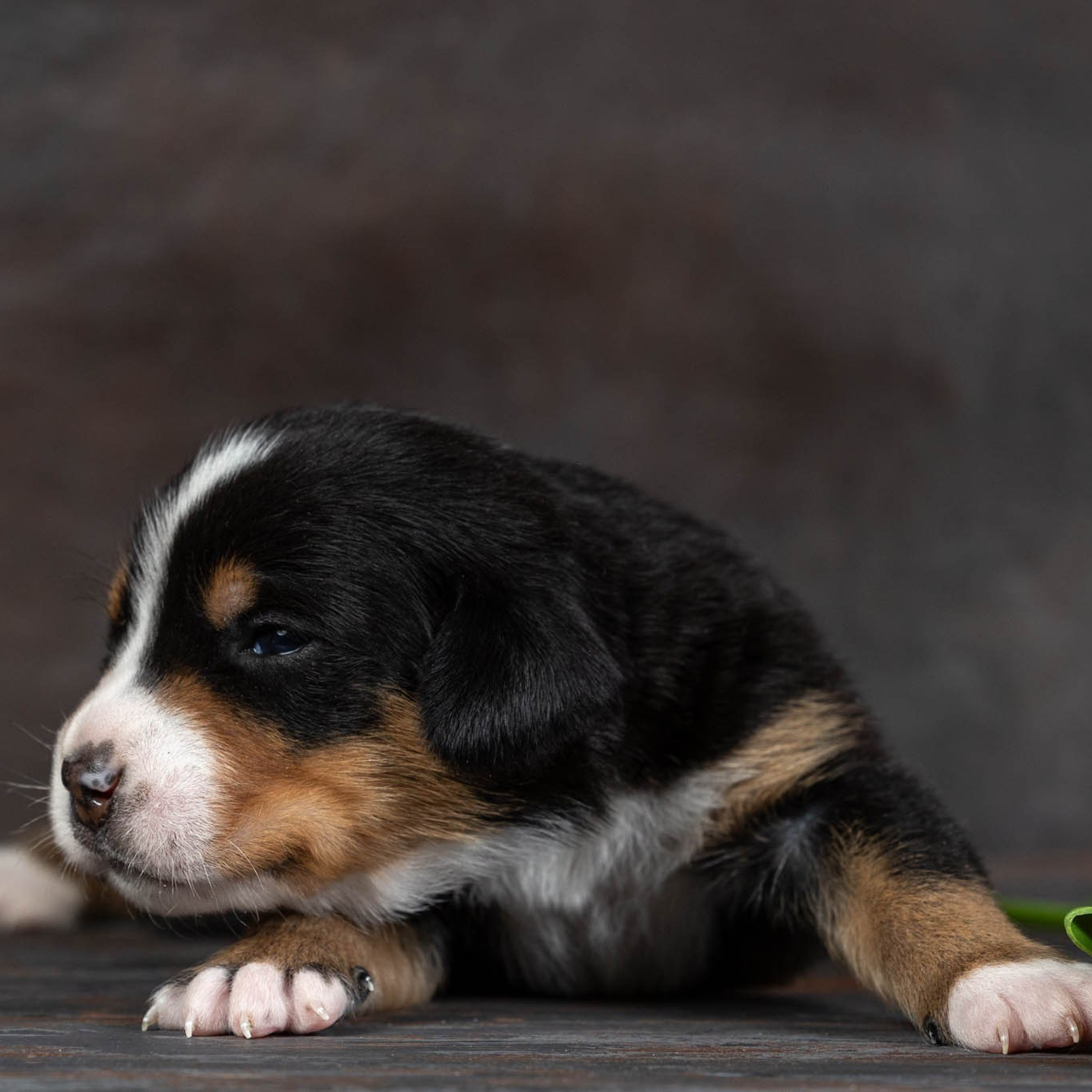 Щенки зенненхунда. Питомник Больших Швейцарских Зенненхундов в Калужской области / Москва
