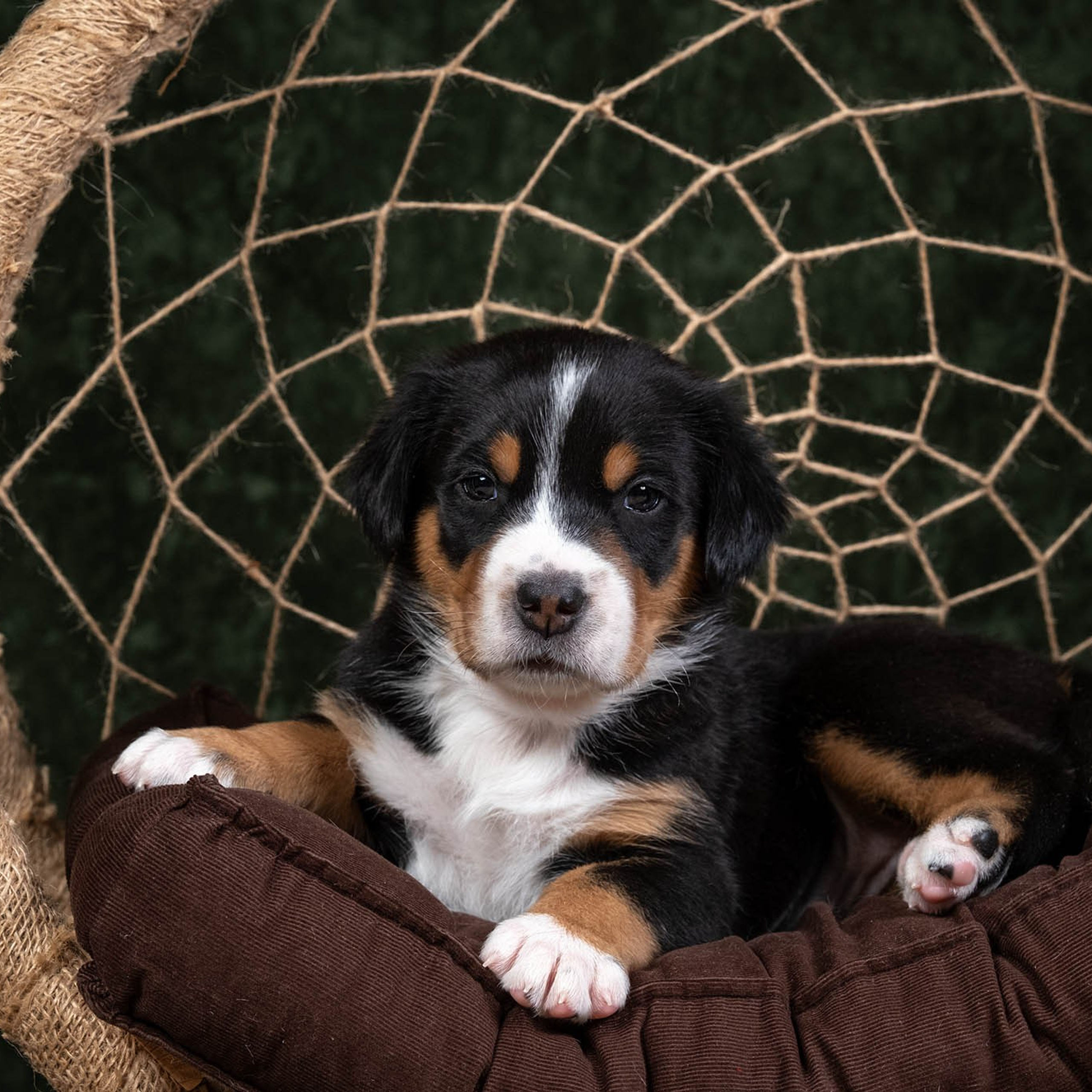Щенки зенненхунда. Питомник Больших Швейцарских Зенненхундов в Калужской области / Москва