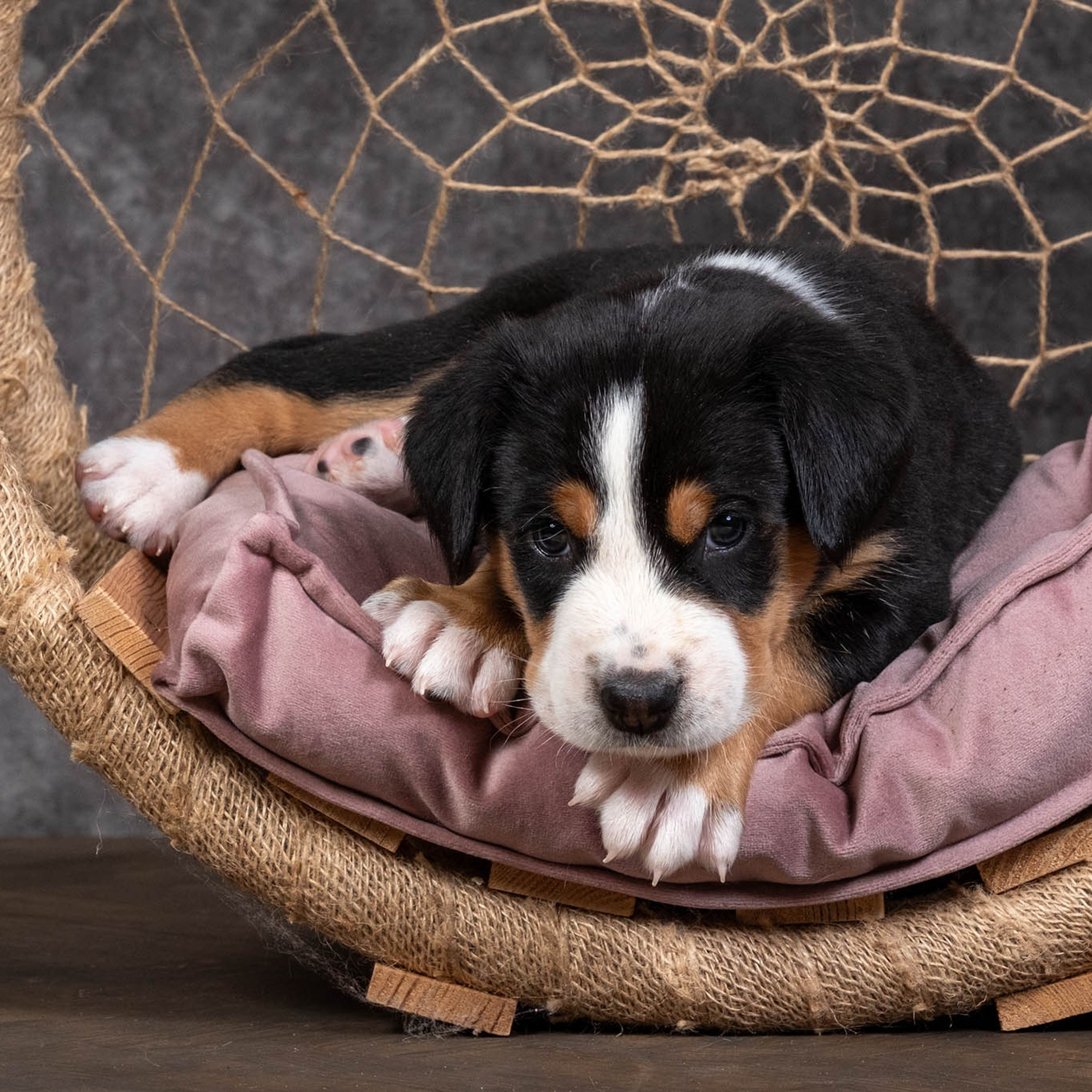 Щенки зенненхунда. Питомник Больших Швейцарских Зенненхундов в Калужской области / Москва