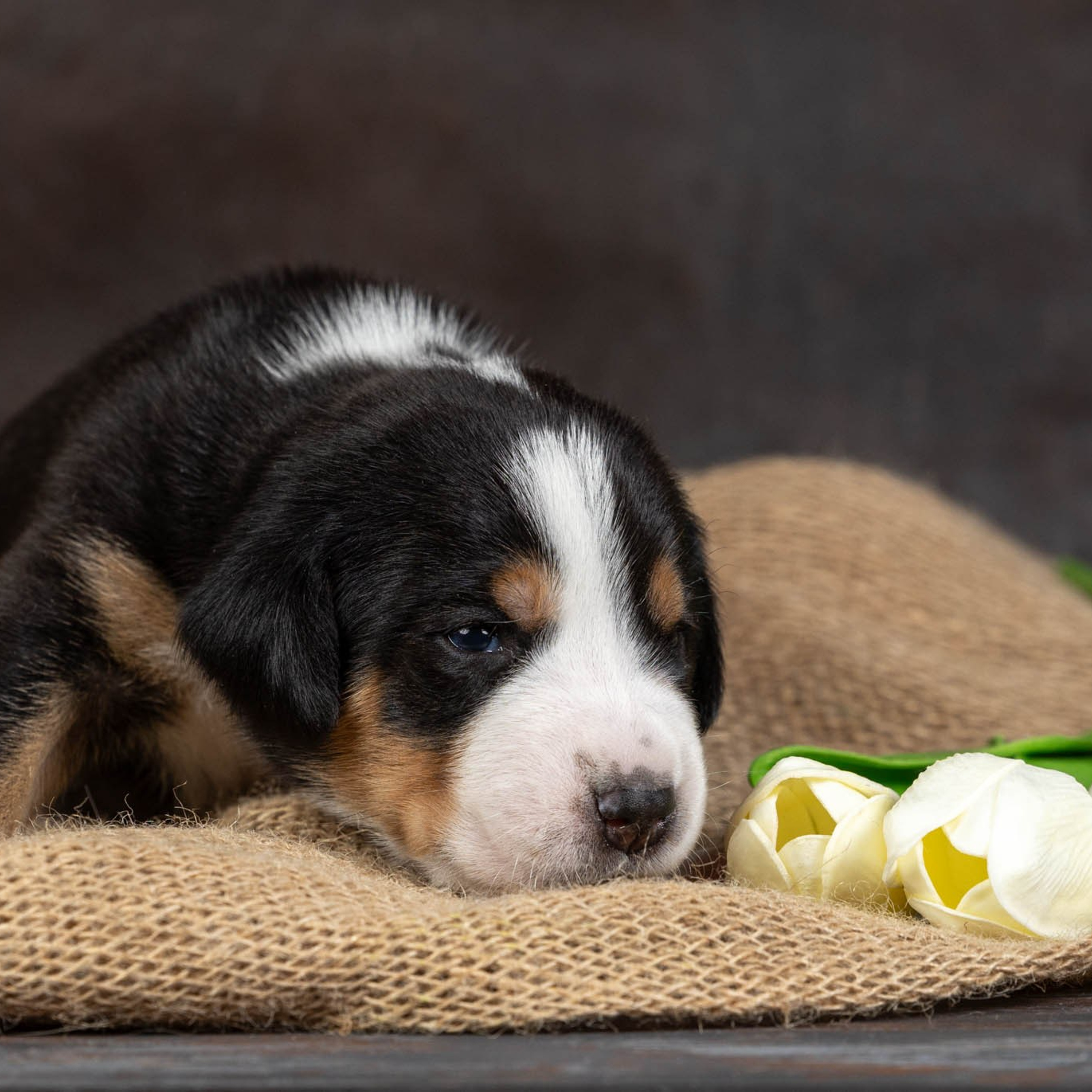 Щенки зенненхунда. Питомник Больших Швейцарских Зенненхундов в Калужской области / Москва