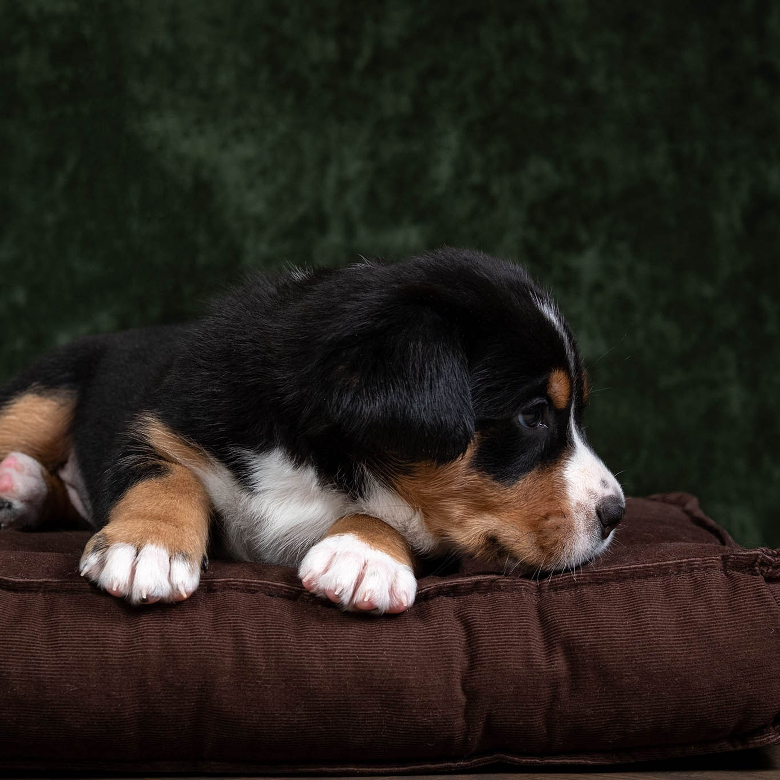 Щенки зенненхунда. Питомник Больших Швейцарских Зенненхундов в Калужской области / Москва