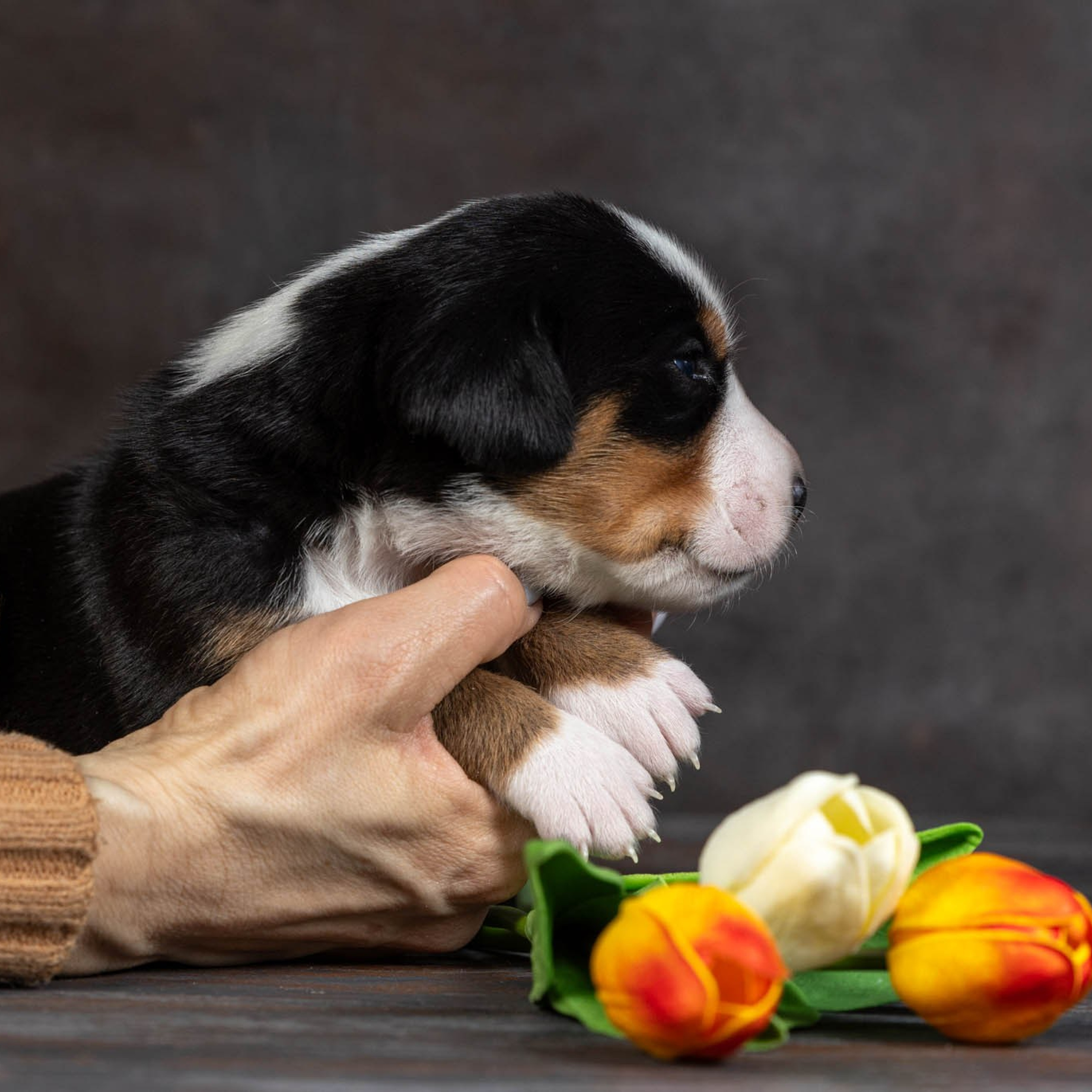 Щенки зенненхунда. Питомник Больших Швейцарских Зенненхундов в Калужской области / Москва