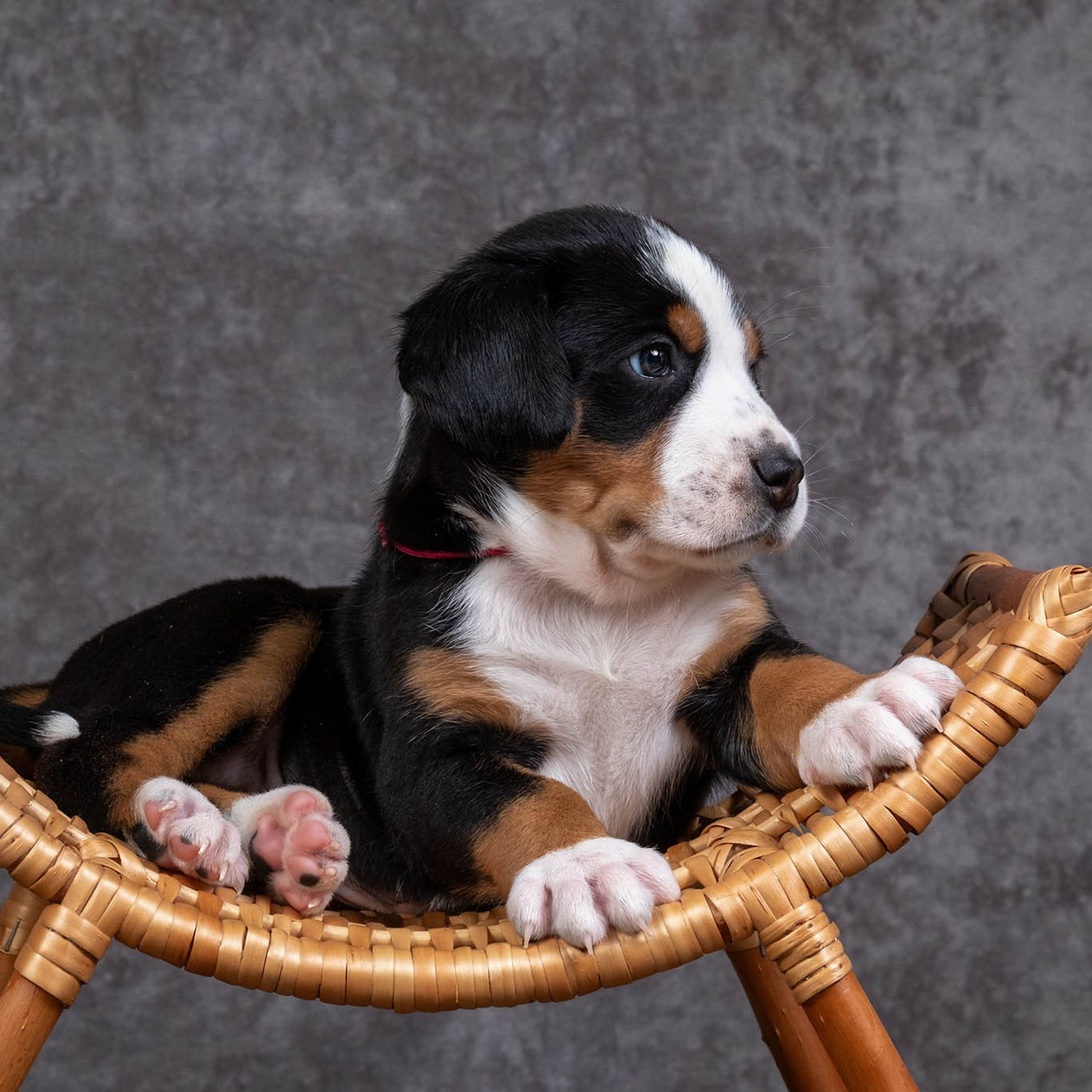 Щенки зенненхунда. Питомник Больших Швейцарских Зенненхундов в Калужской области / Москва